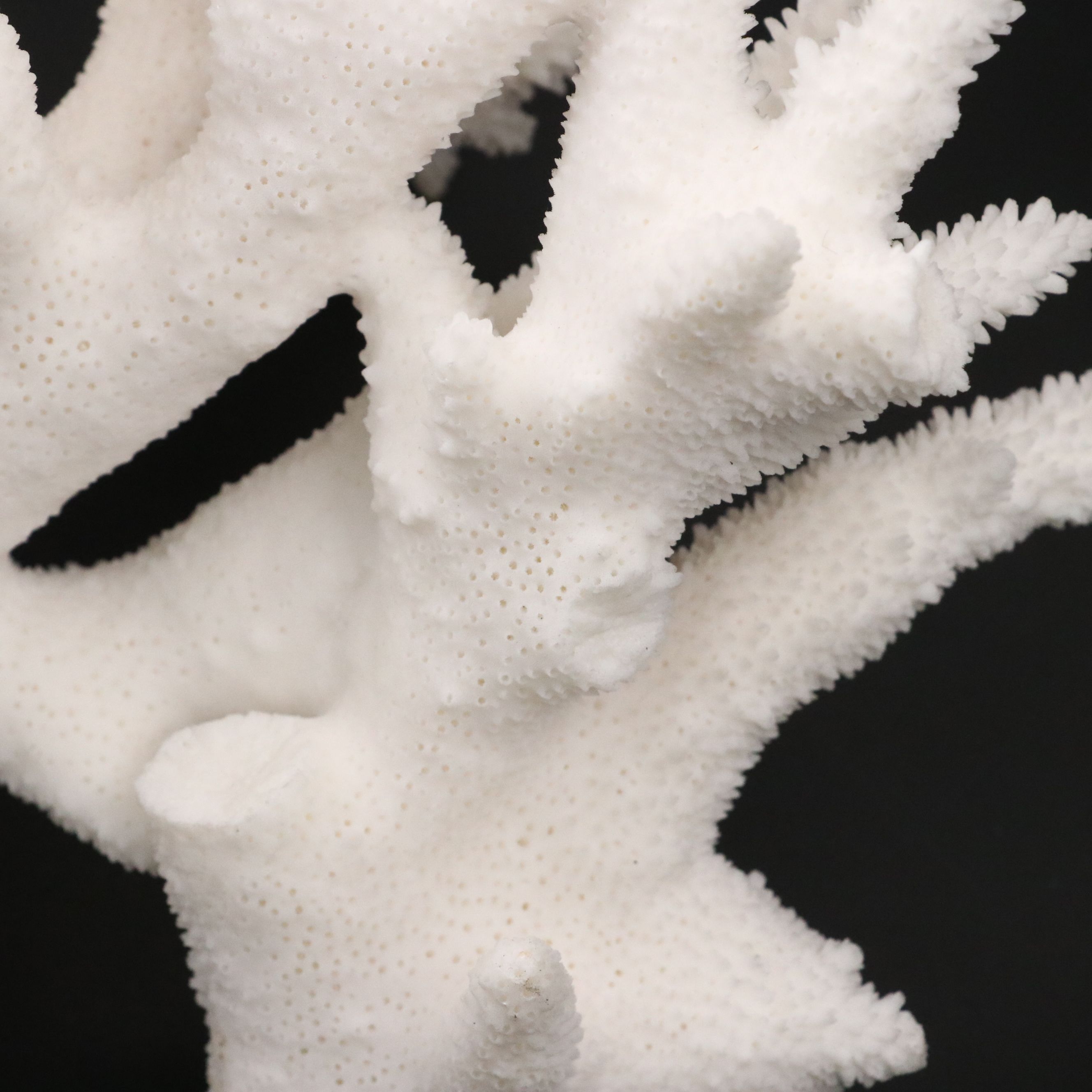 Fossil Staghorn Coral Specimen