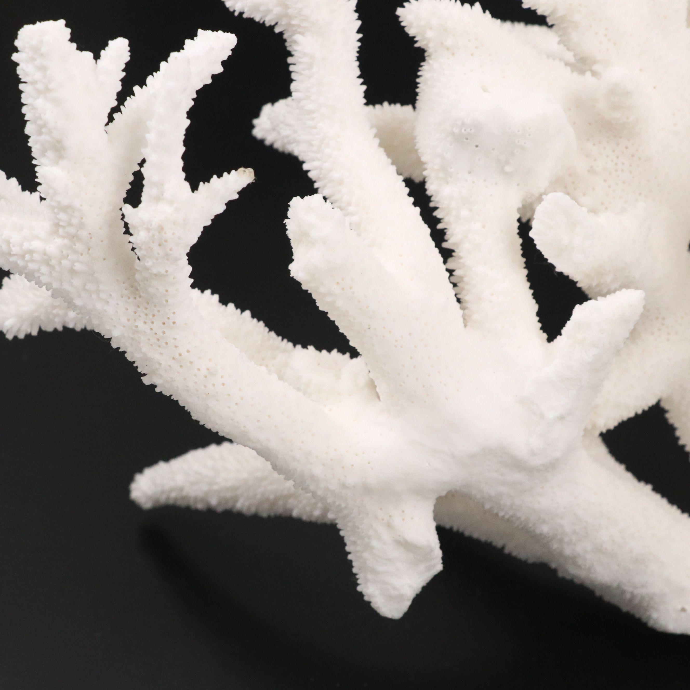 Fossil Staghorn Coral Specimen