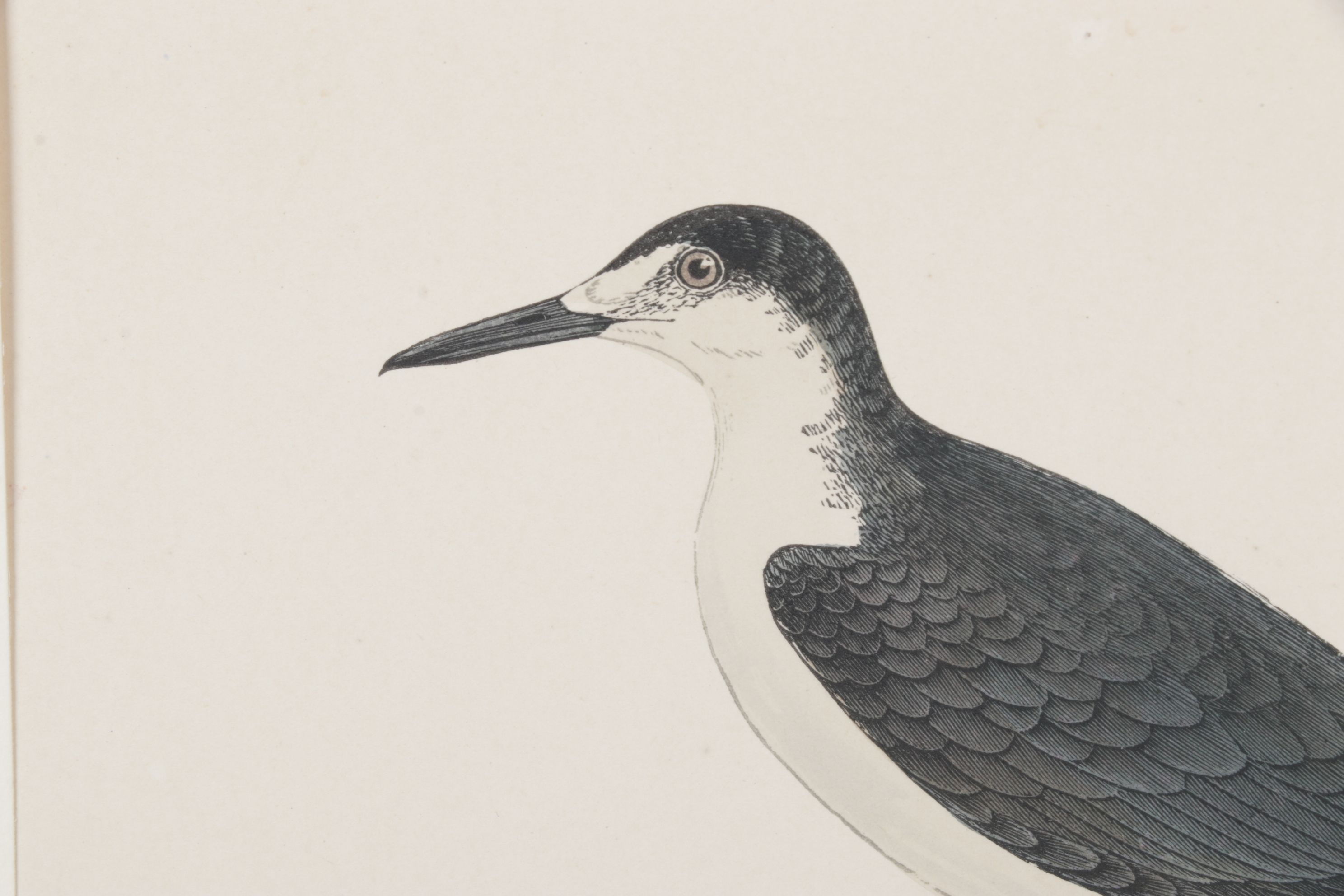 Alexander F. Lydon Hand-Colored Woodcut Print "Sooty Tern", Late 19th Century