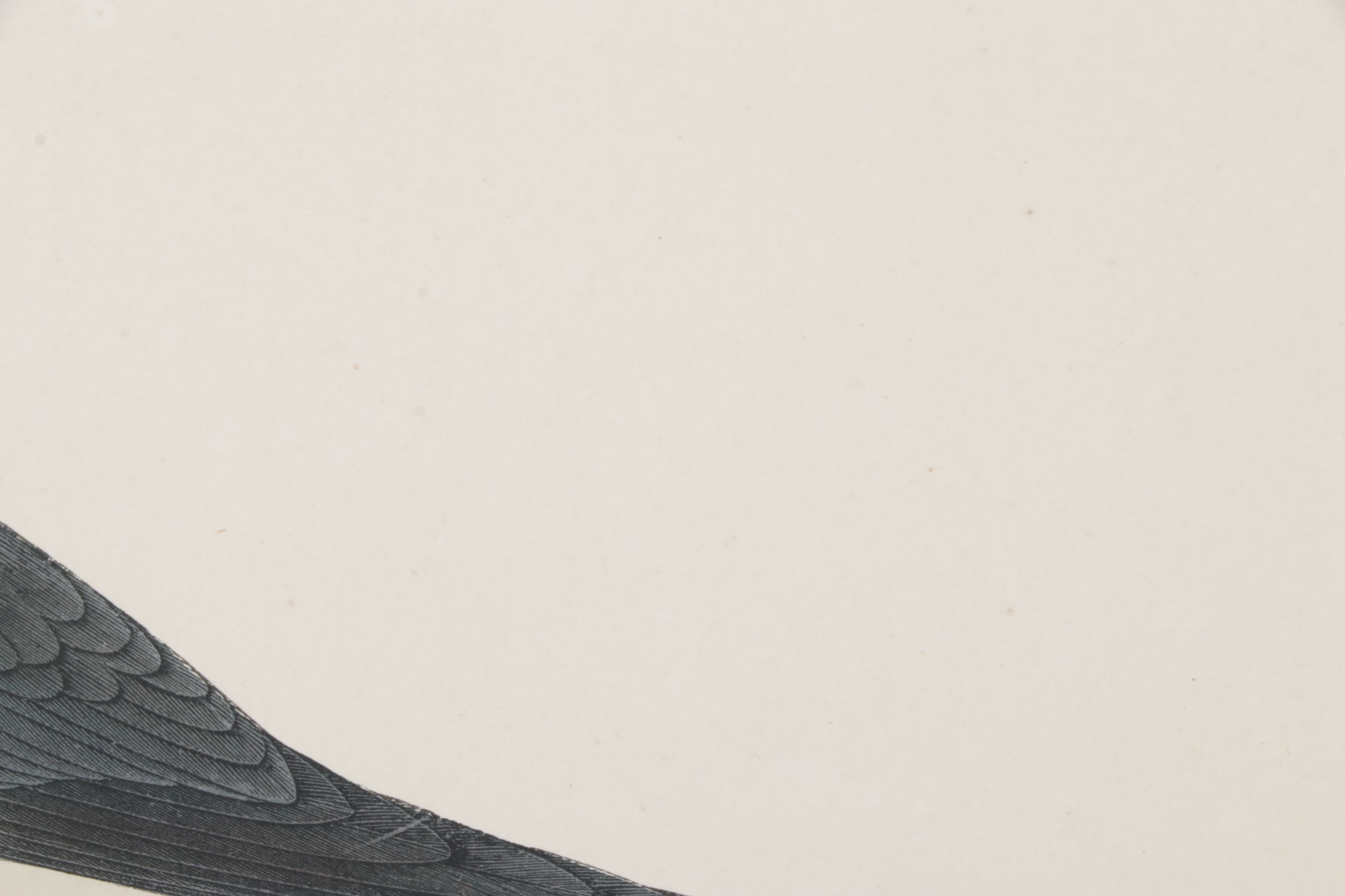 Alexander F. Lydon Hand-Colored Woodcut Print "Sooty Tern", Late 19th Century