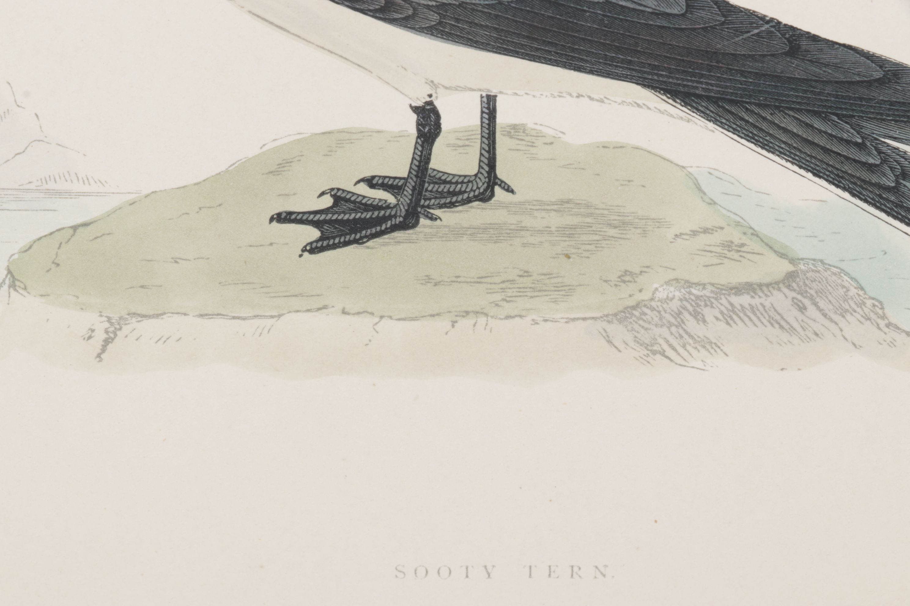 Alexander F. Lydon Hand-Colored Woodcut Print "Sooty Tern", Late 19th Century