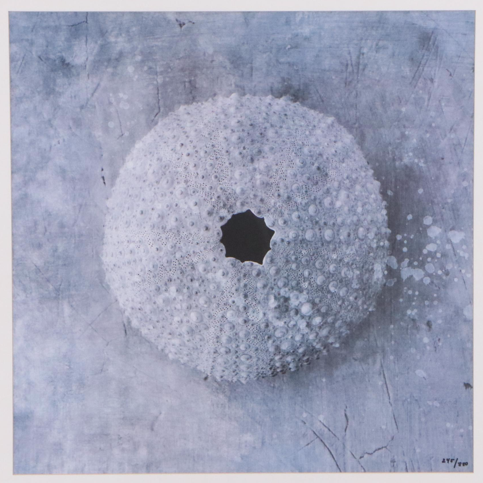 Offset Lithograph of Sea Urchin Shell, 21st Century
