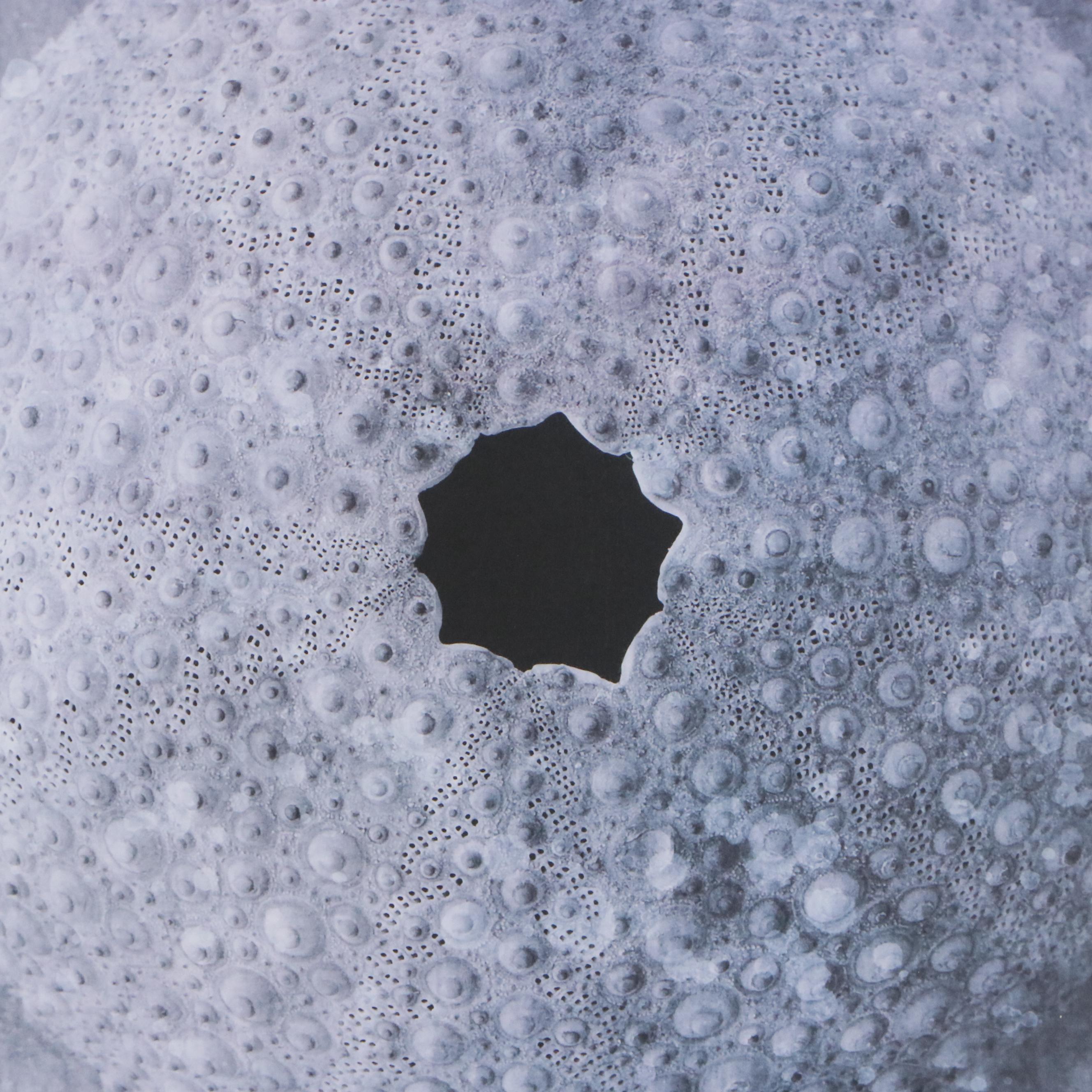 Offset Lithograph of Sea Urchin Shell, 21st Century