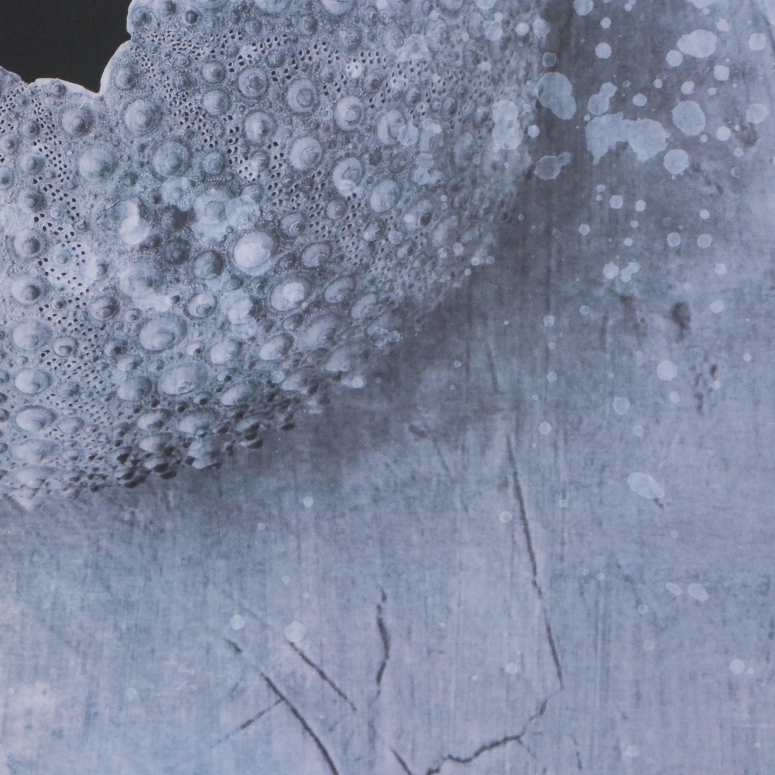 Offset Lithograph of Sea Urchin Shell, 21st Century