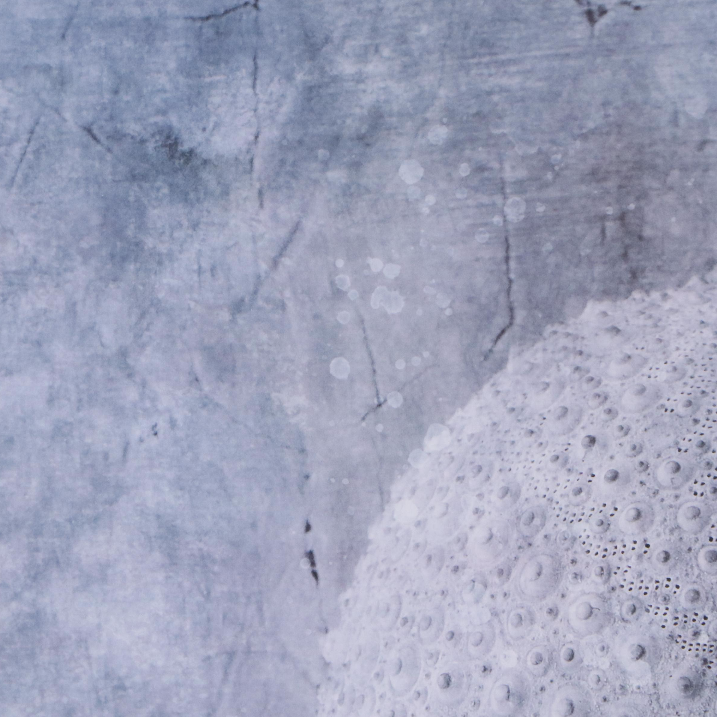 Offset Lithograph of Sea Urchin Shell, 21st Century