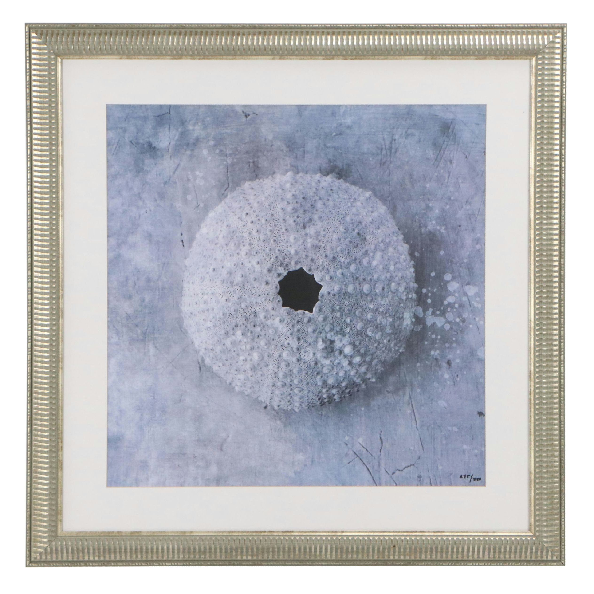 Offset Lithograph of Sea Urchin Shell, 21st Century