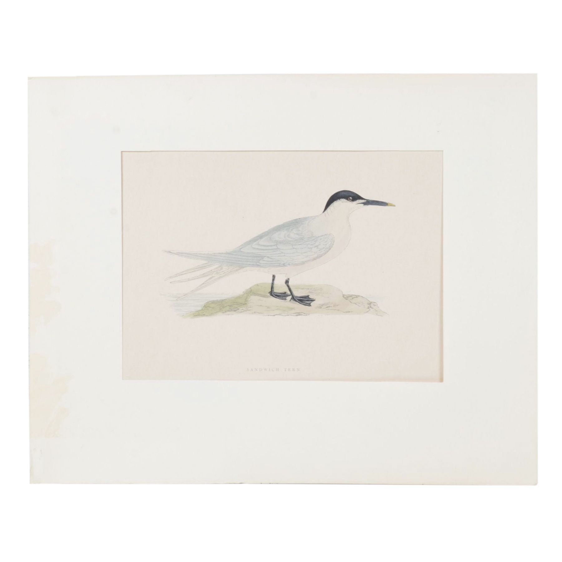 Alexander Francis Lydon Hand-Colored Woodcut Print "Sandwich Tern"