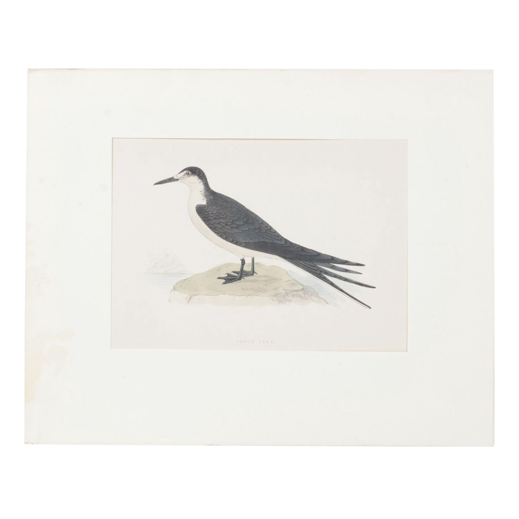 Alexander F. Lydon Hand-Colored Woodcut Print "Sooty Tern", Late 19th Century