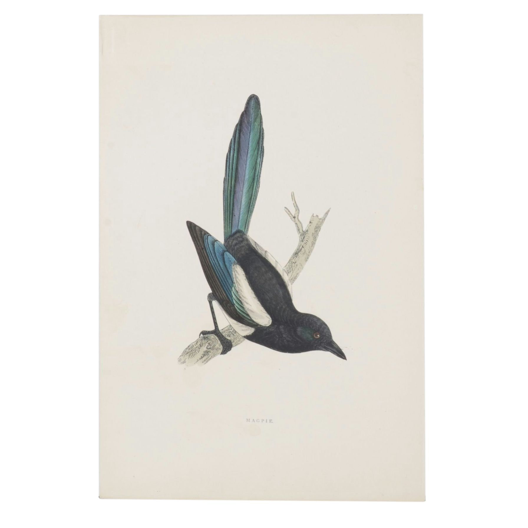 Alexander Francis Lydon Hand-Colored Woodcut Print "Magpie", Late 19th Century