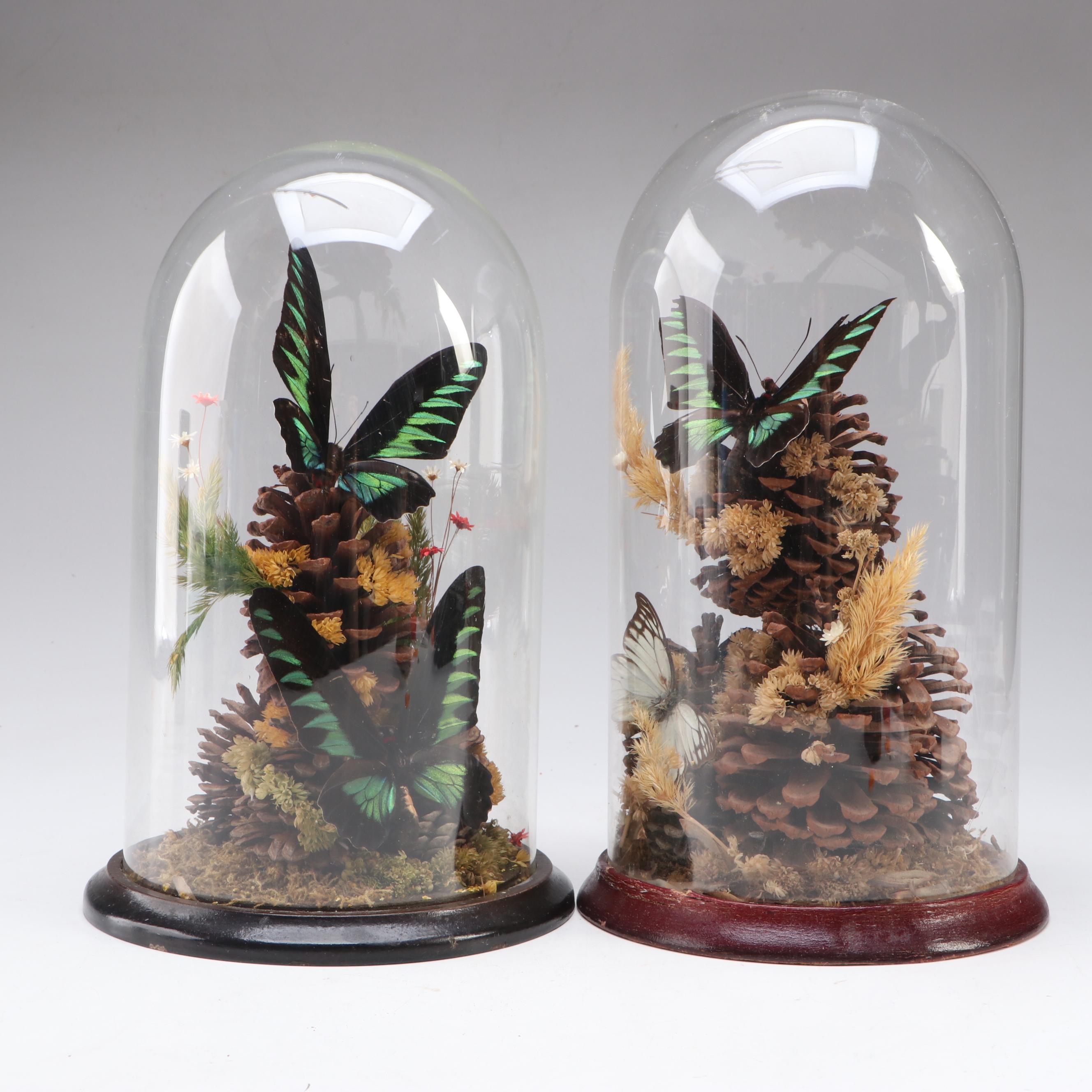 Rajah Brooke's Birdwing and Spotted Sawtooth Butterflies in Cloches