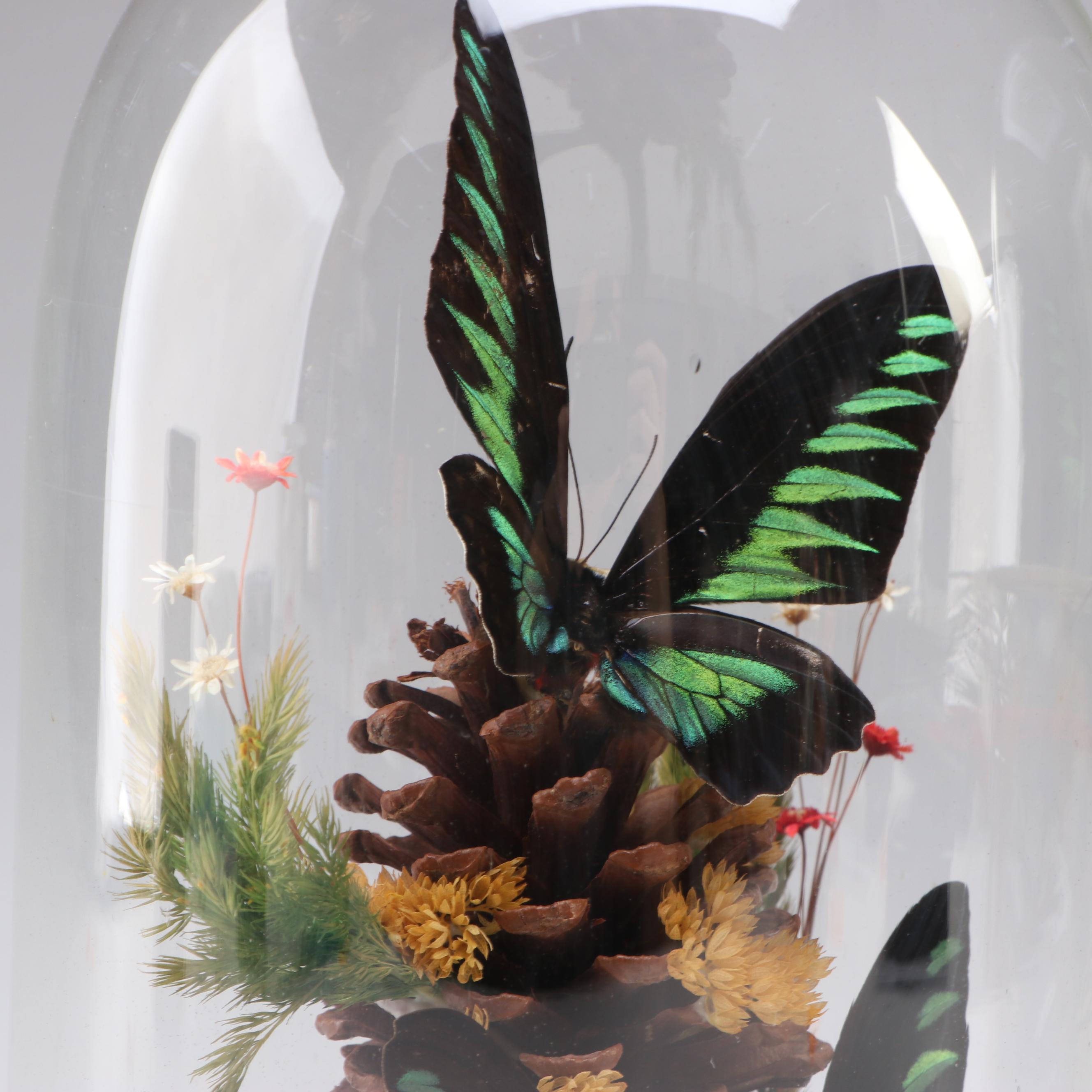 Rajah Brooke's Birdwing and Spotted Sawtooth Butterflies in Cloches