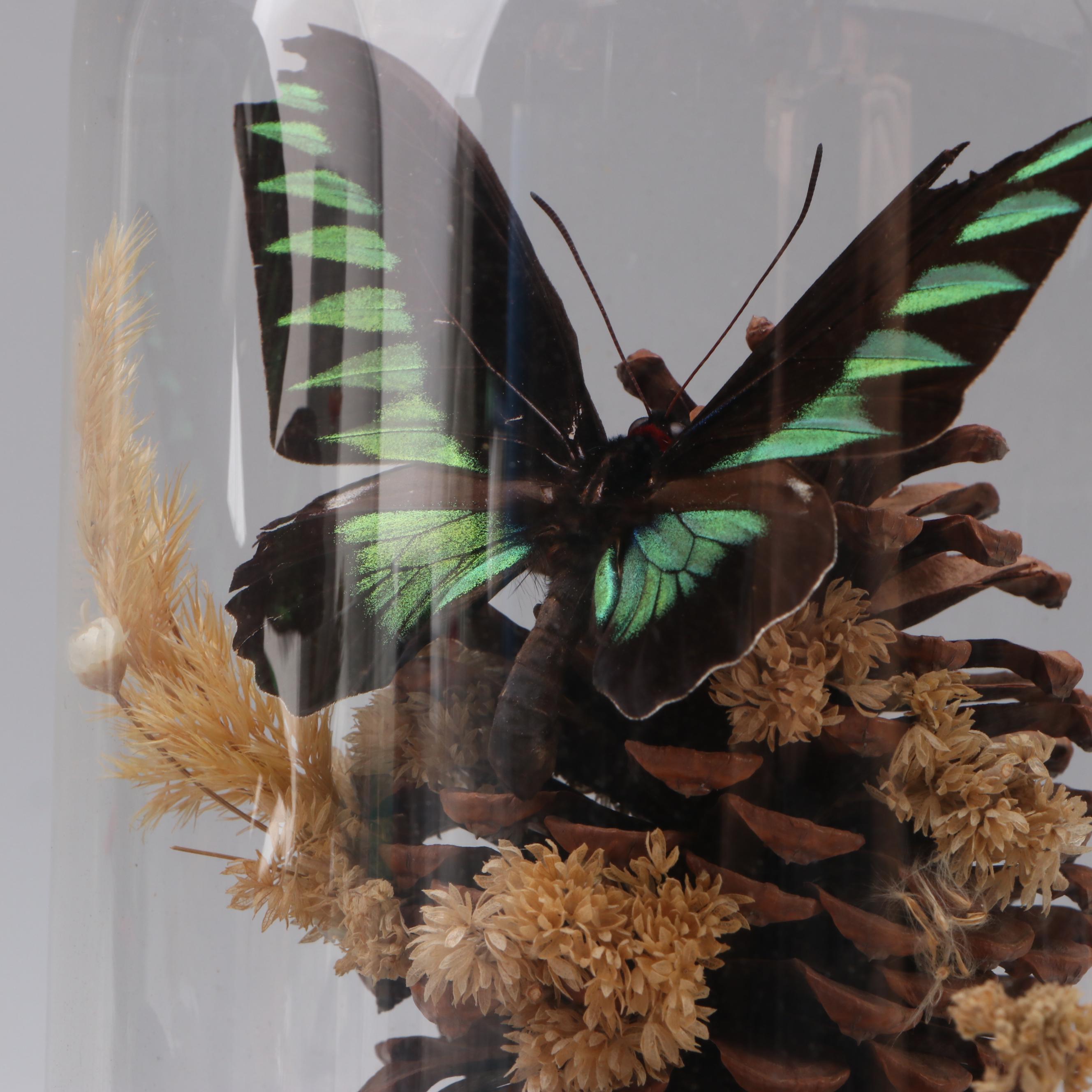 Rajah Brooke's Birdwing and Spotted Sawtooth Butterflies in Cloches