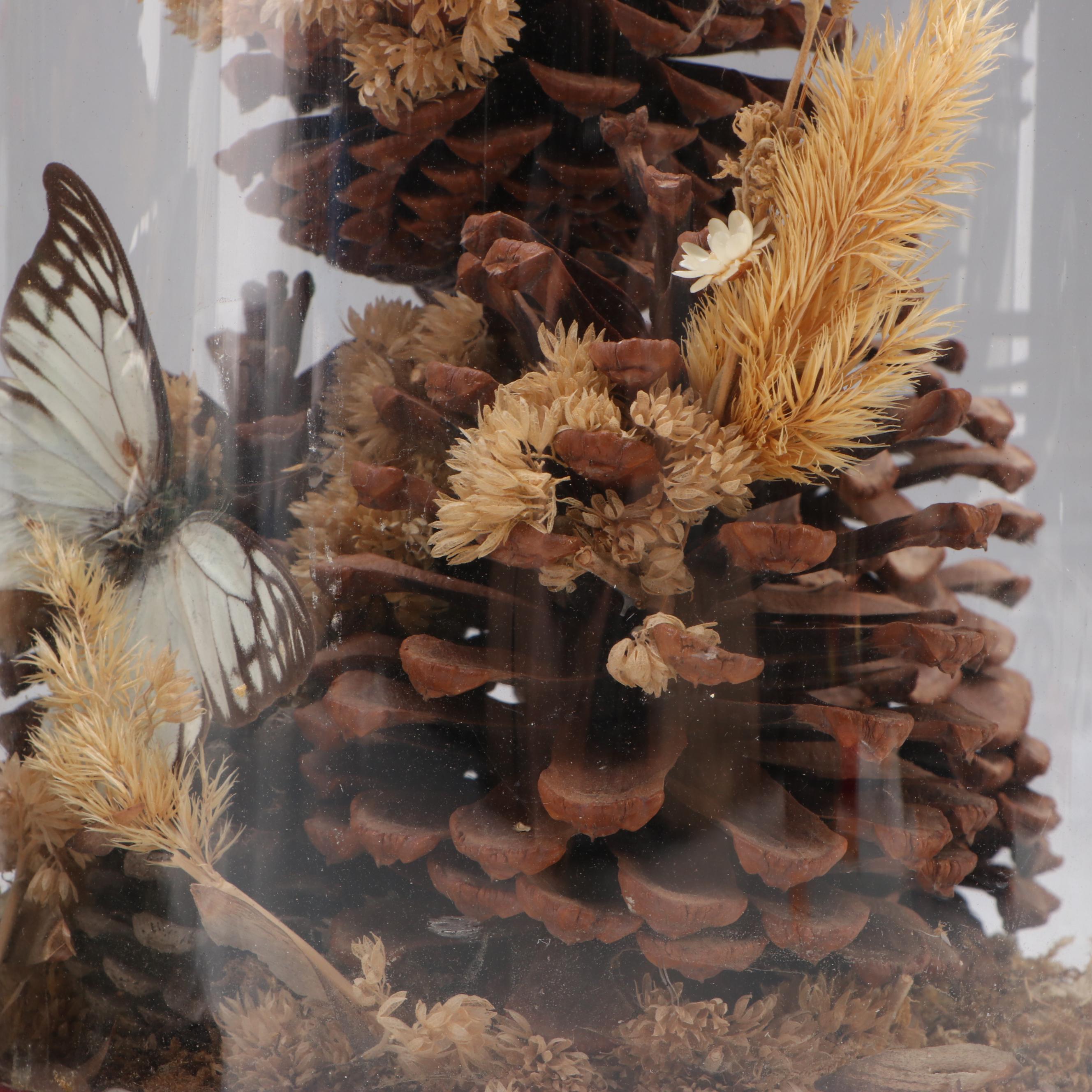 Rajah Brooke's Birdwing and Spotted Sawtooth Butterflies in Cloches