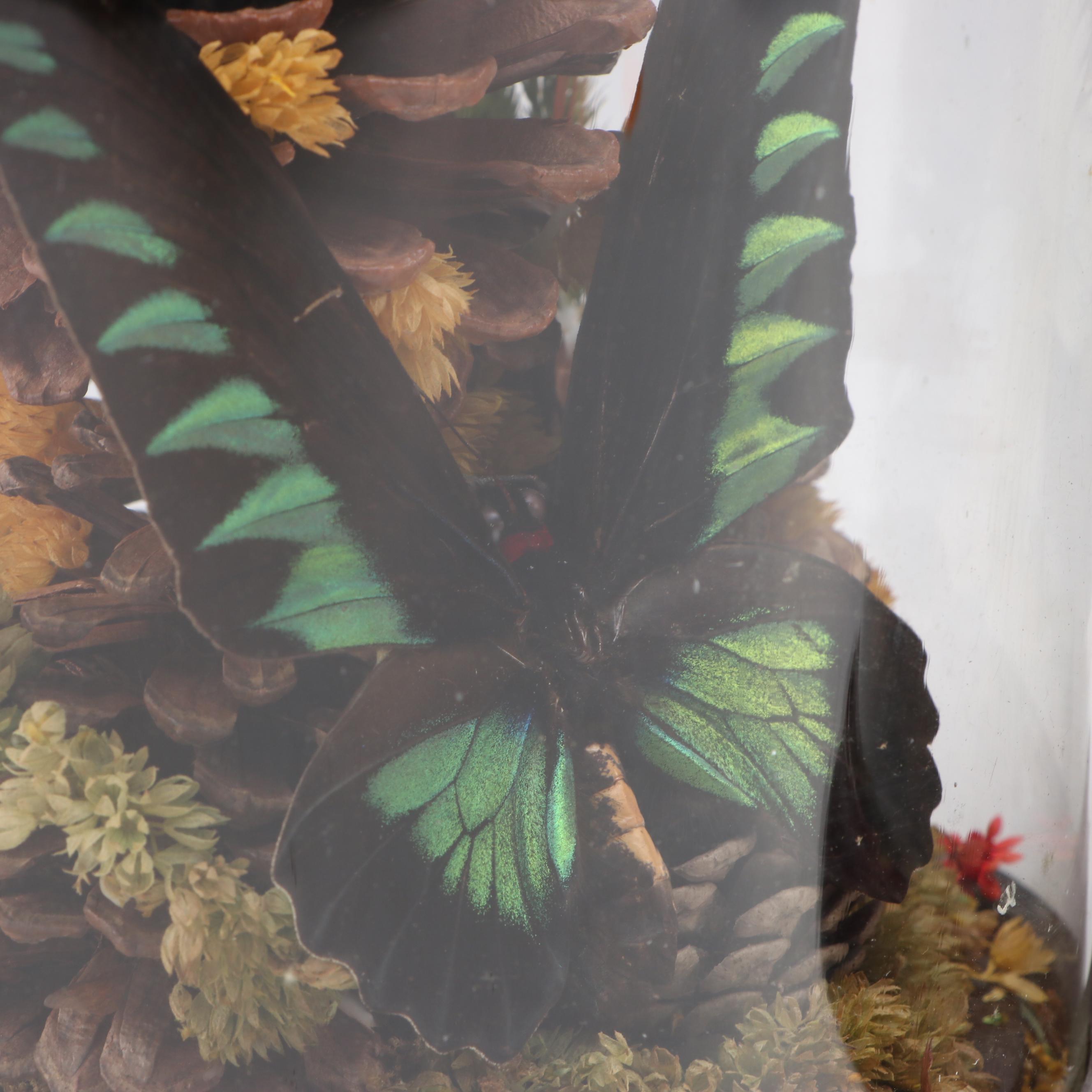 Rajah Brooke's Birdwing and Spotted Sawtooth Butterflies in Cloches