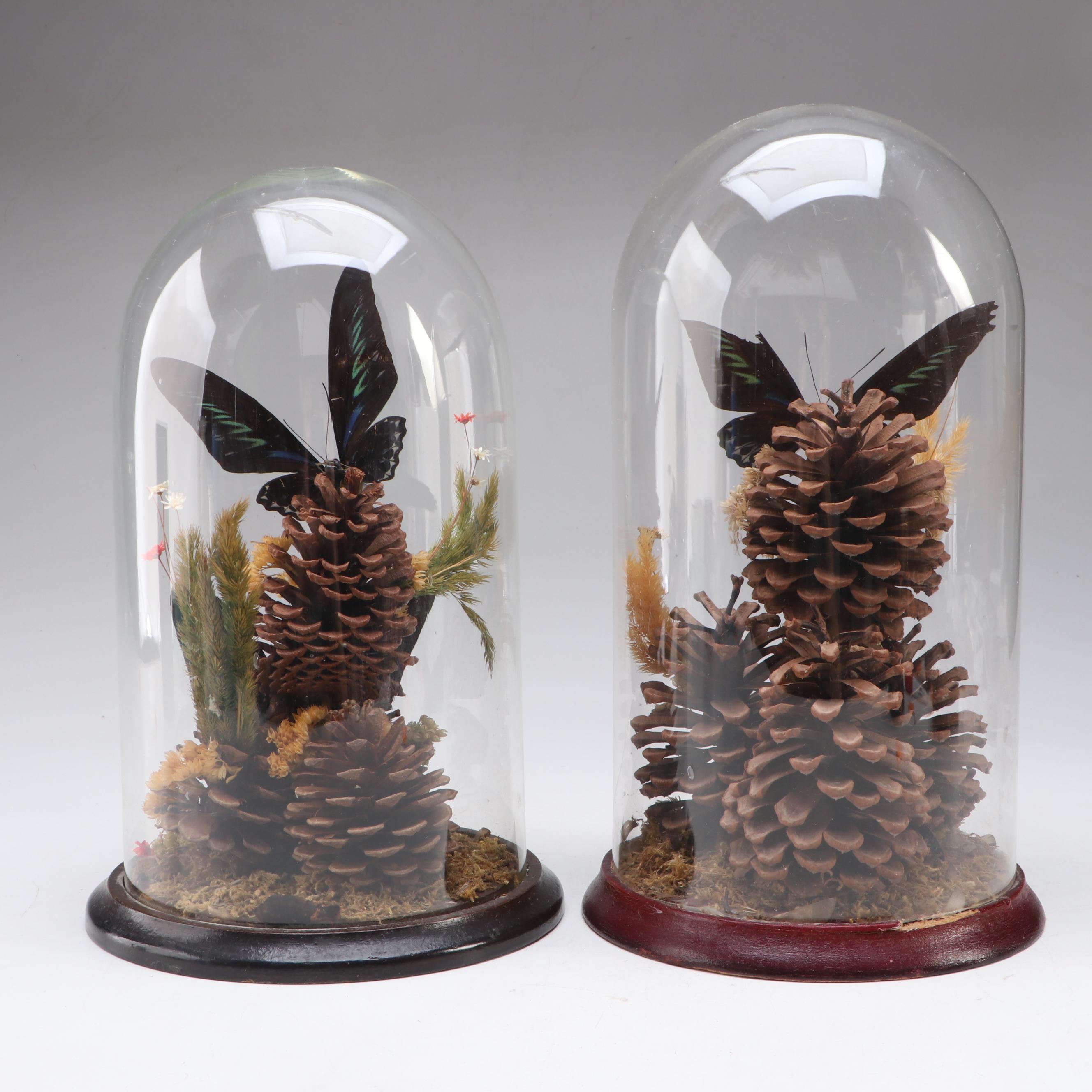 Rajah Brooke's Birdwing and Spotted Sawtooth Butterflies in Cloches