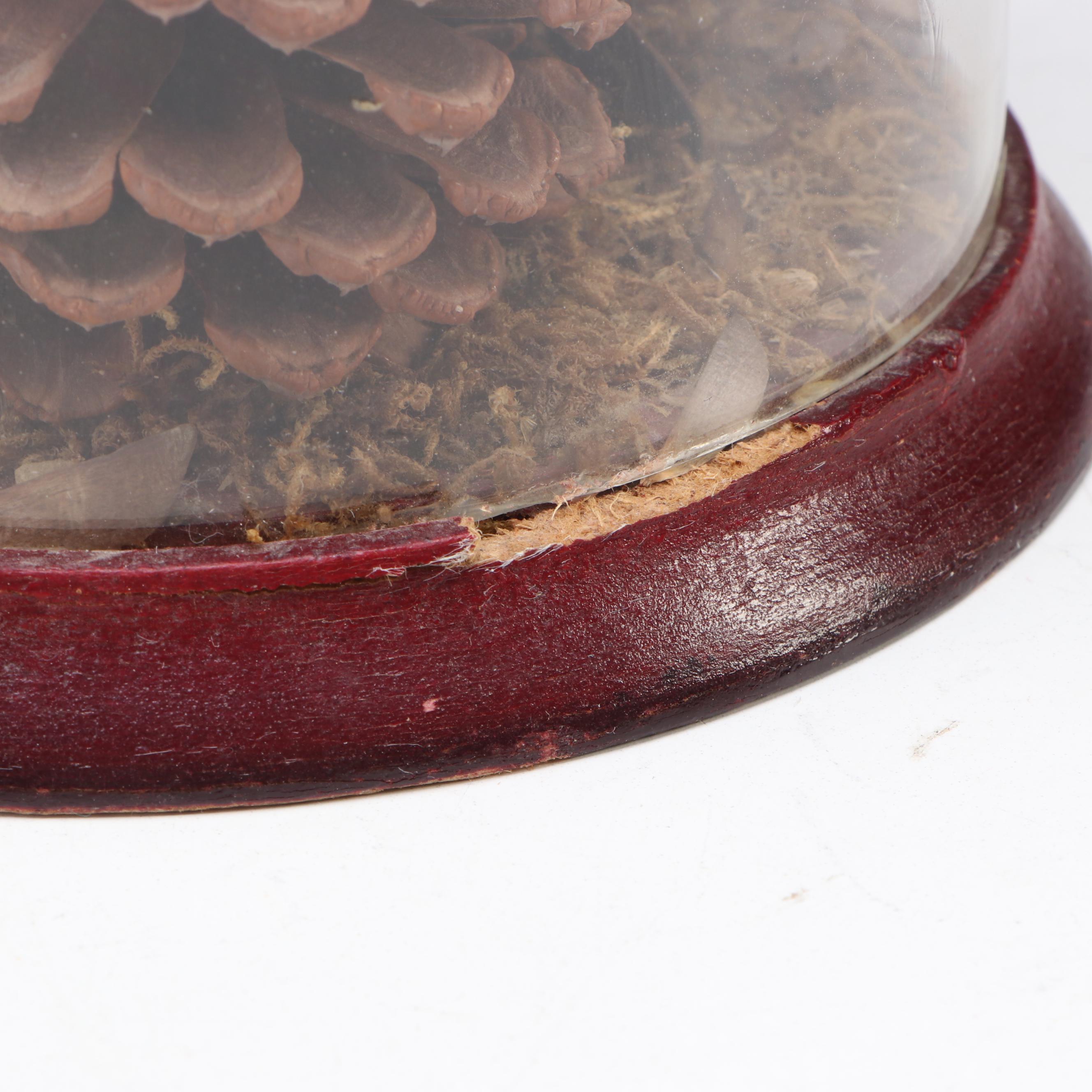 Rajah Brooke's Birdwing and Spotted Sawtooth Butterflies in Cloches