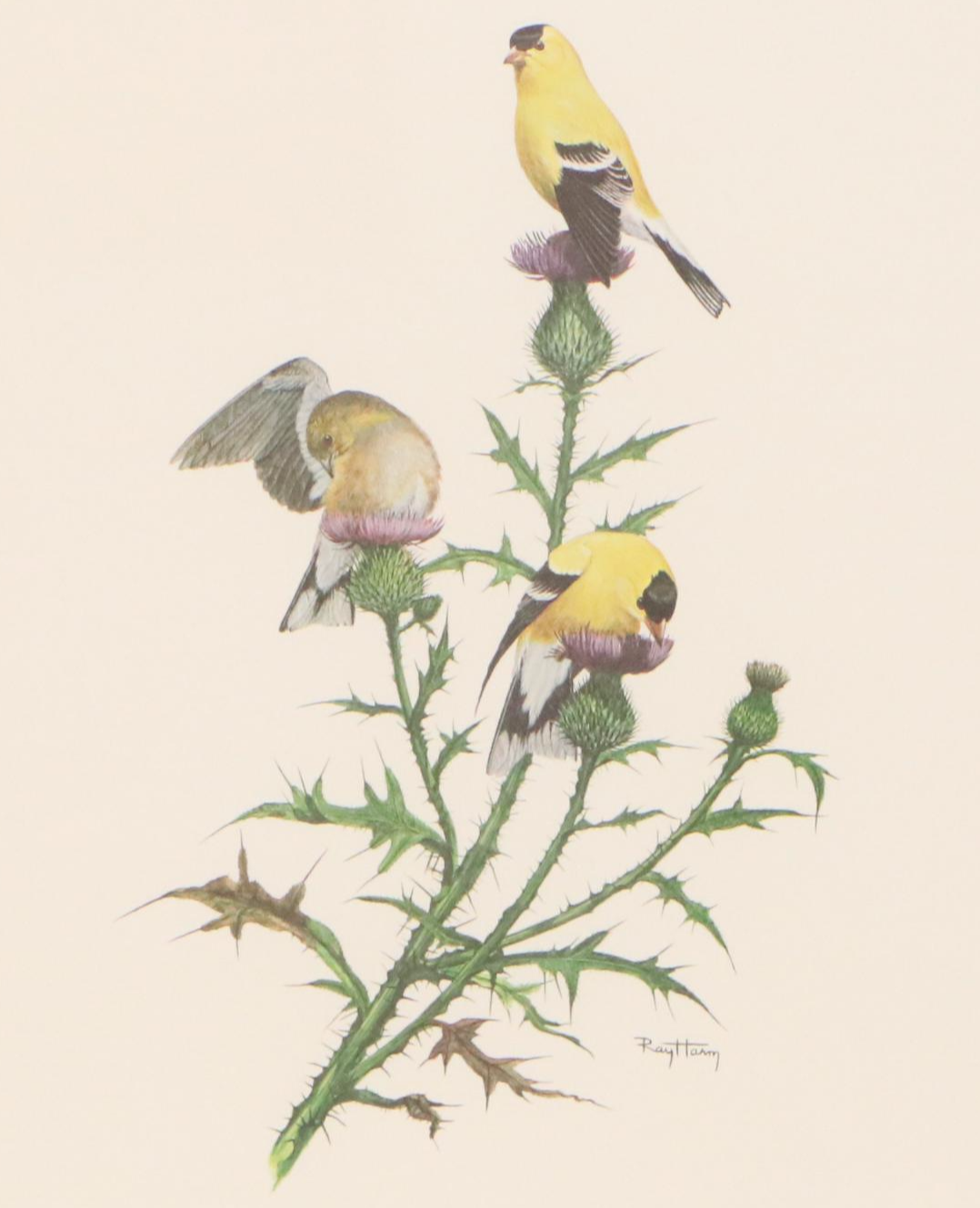 Ray Harm Offset Lithograph "American Goldfinch," Mid to Late 20th Century