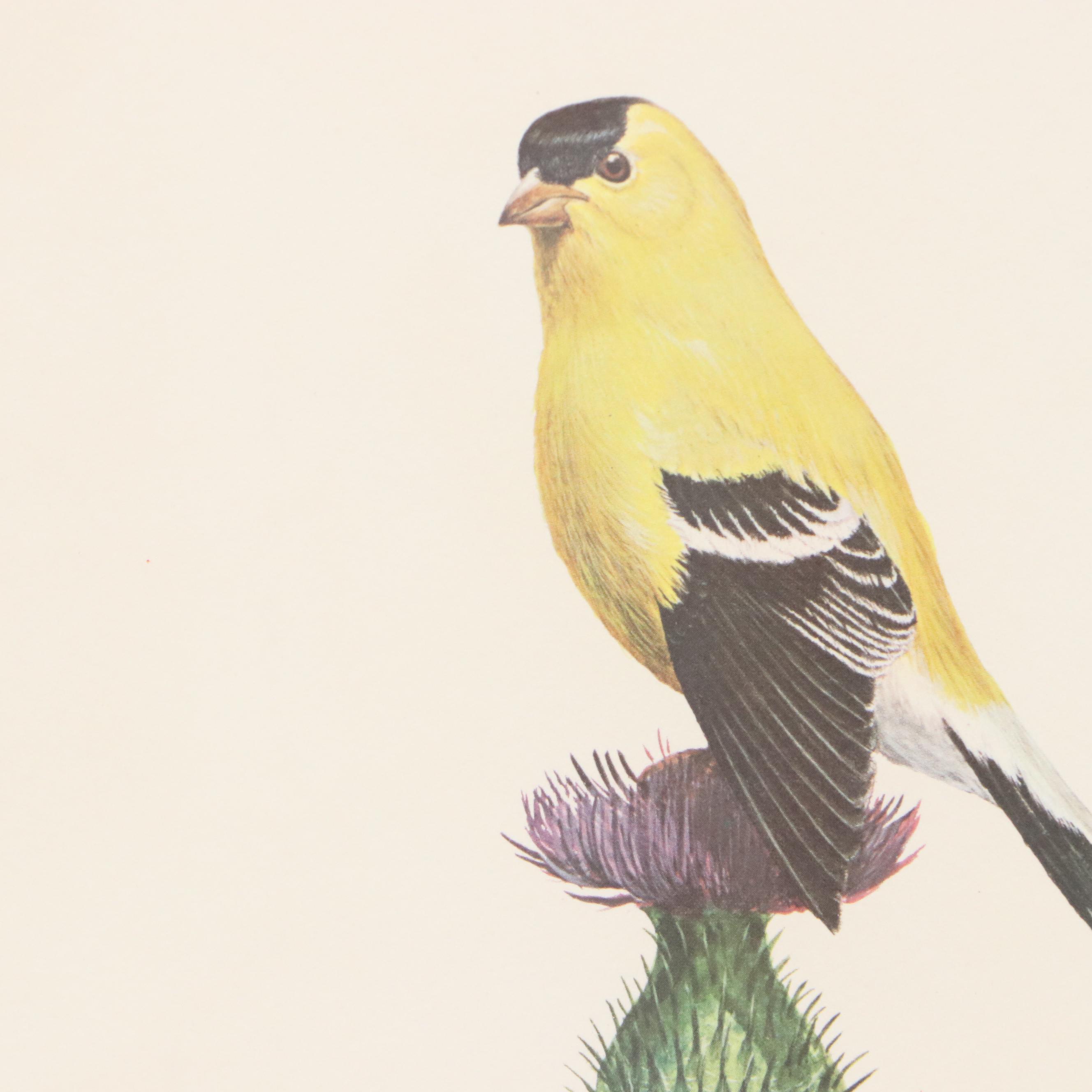 Ray Harm Offset Lithograph "American Goldfinch," Mid to Late 20th Century