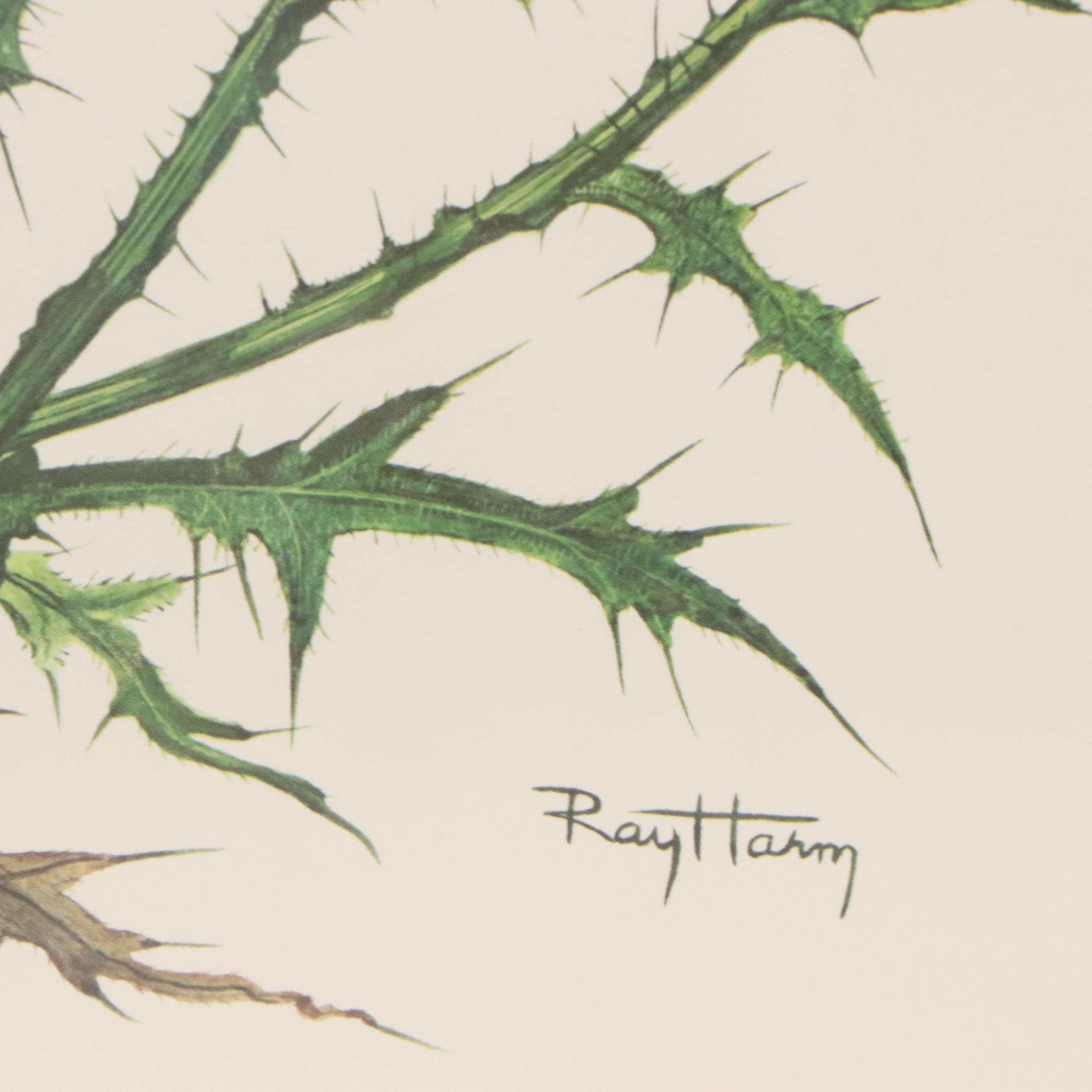 Ray Harm Offset Lithograph "American Goldfinch," Mid to Late 20th Century