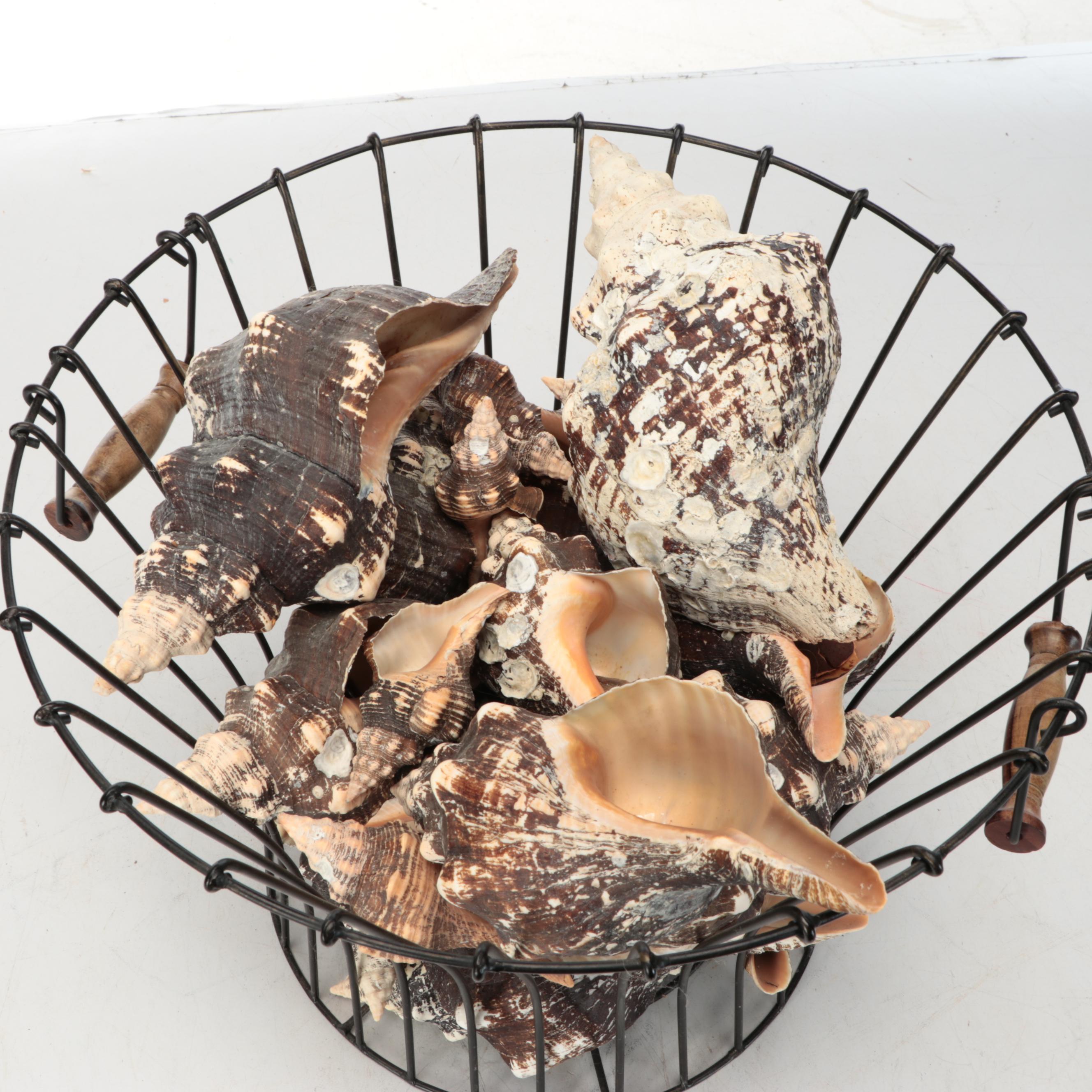 Rustic Style Handled Wire Basket with Horse Conch Shells