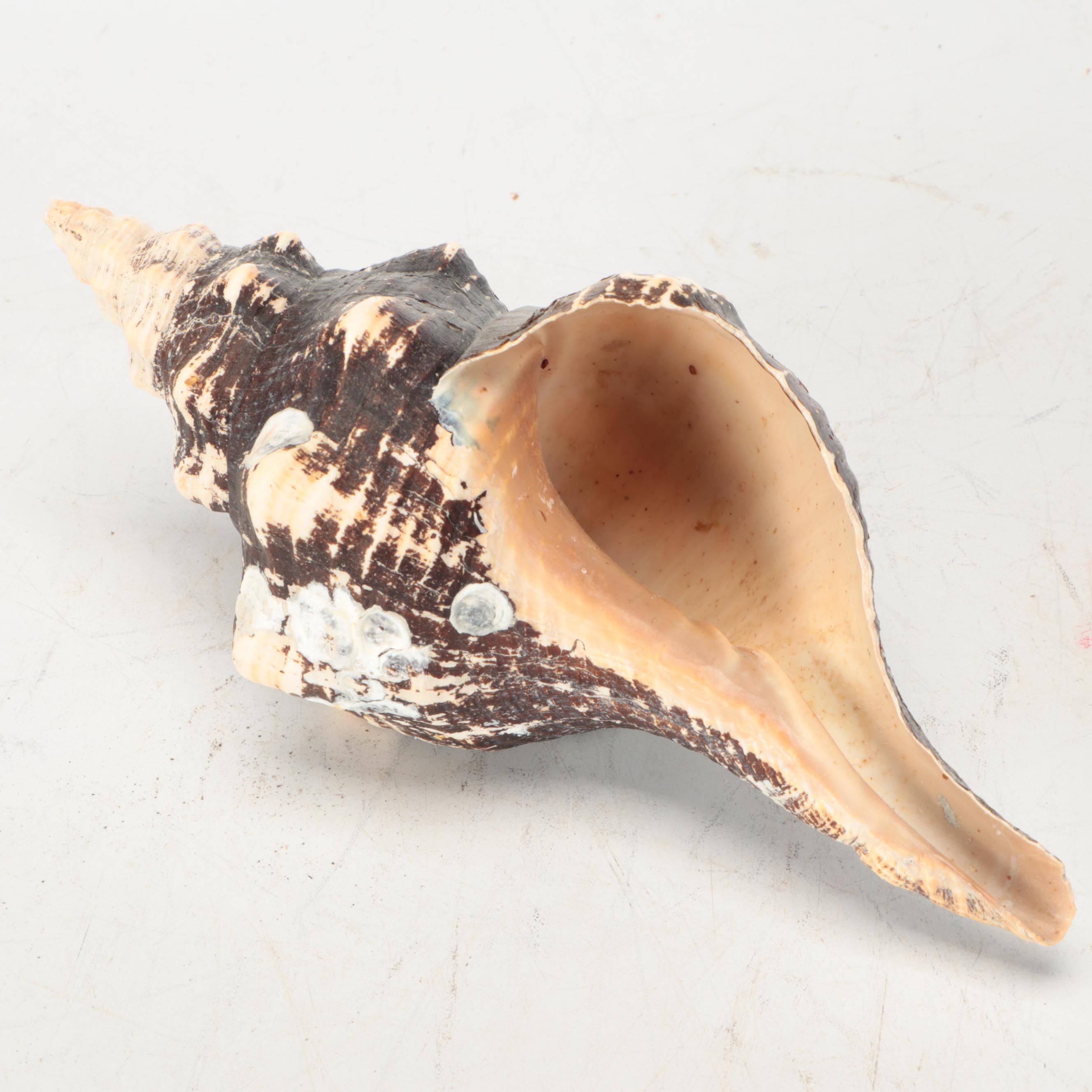 Rustic Style Handled Wire Basket with Horse Conch Shells