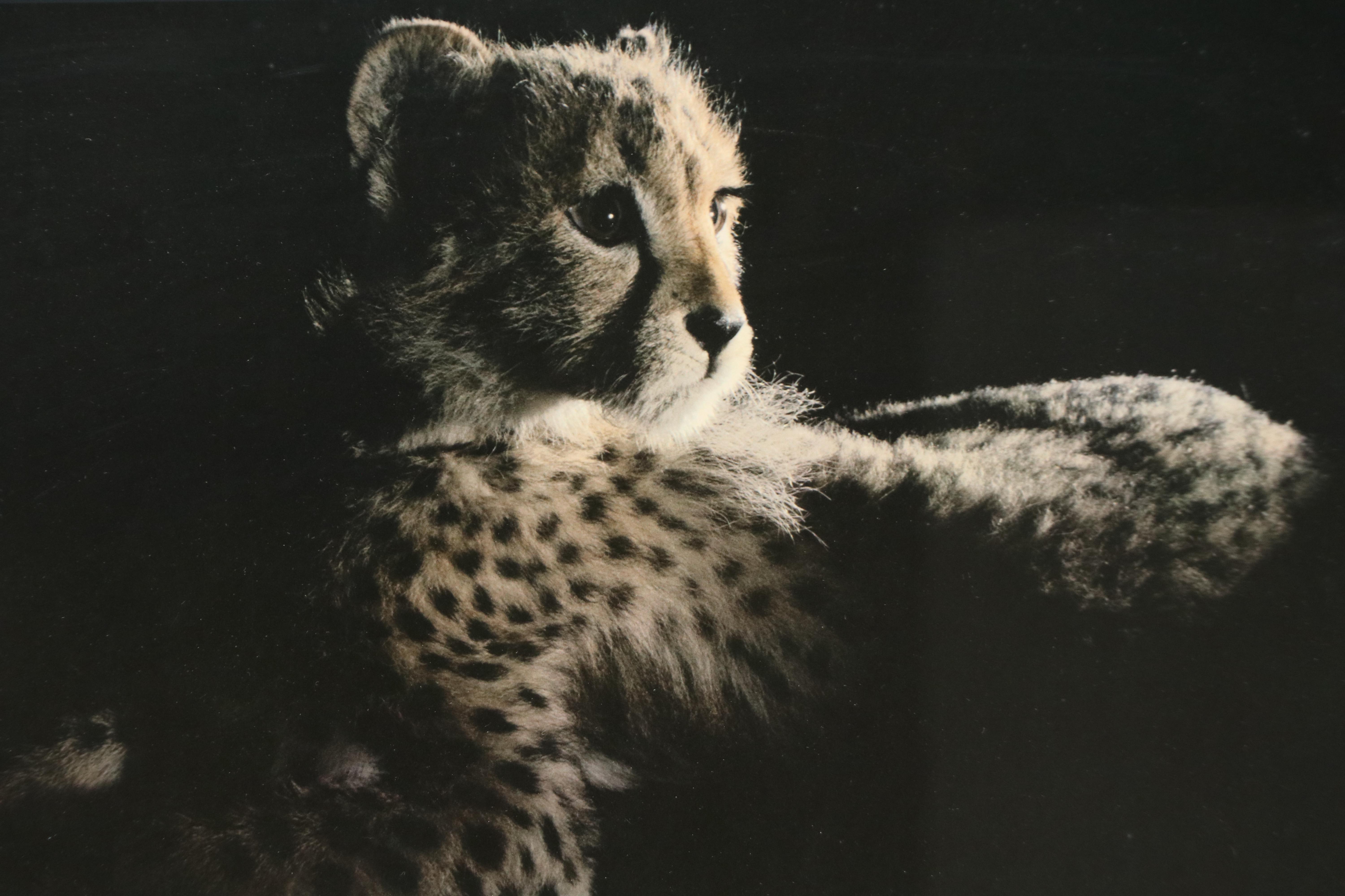 Cincinnati Zoo Posters Depicting Cheetah and Ostrich, Late 20th Century