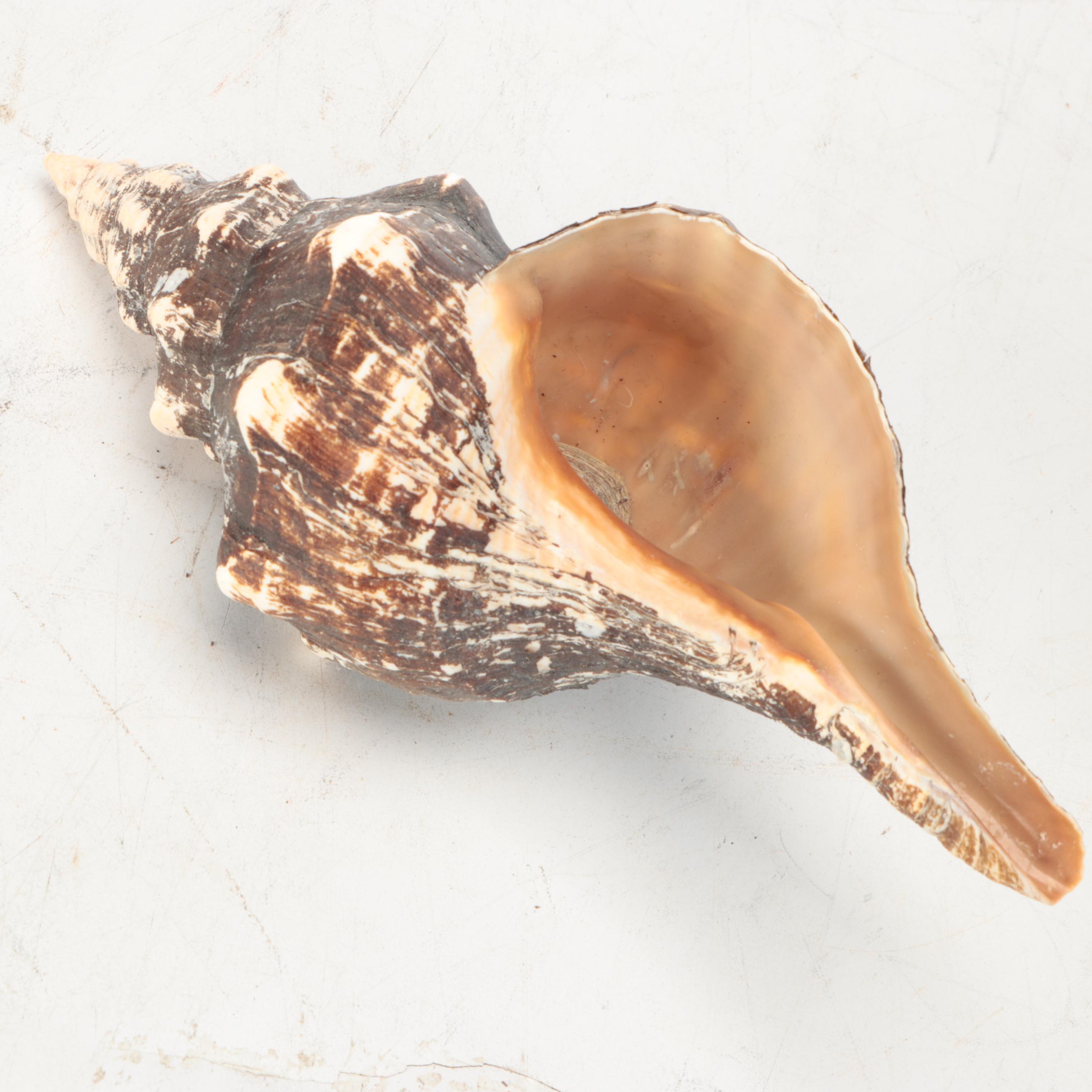 Rustic Style Handled Wire Basket with Horse Conch Shells