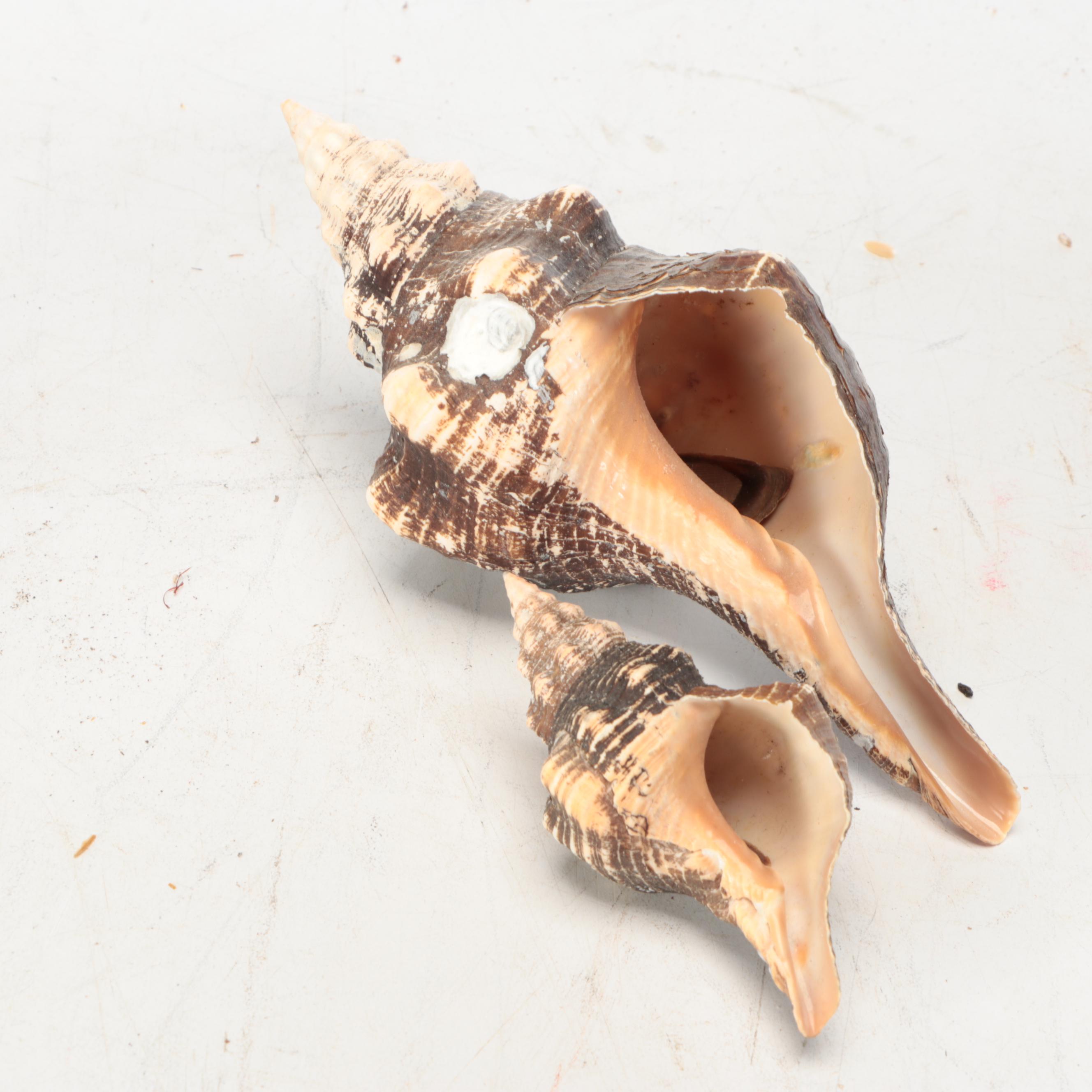 Rustic Style Handled Wire Basket with Horse Conch Shells