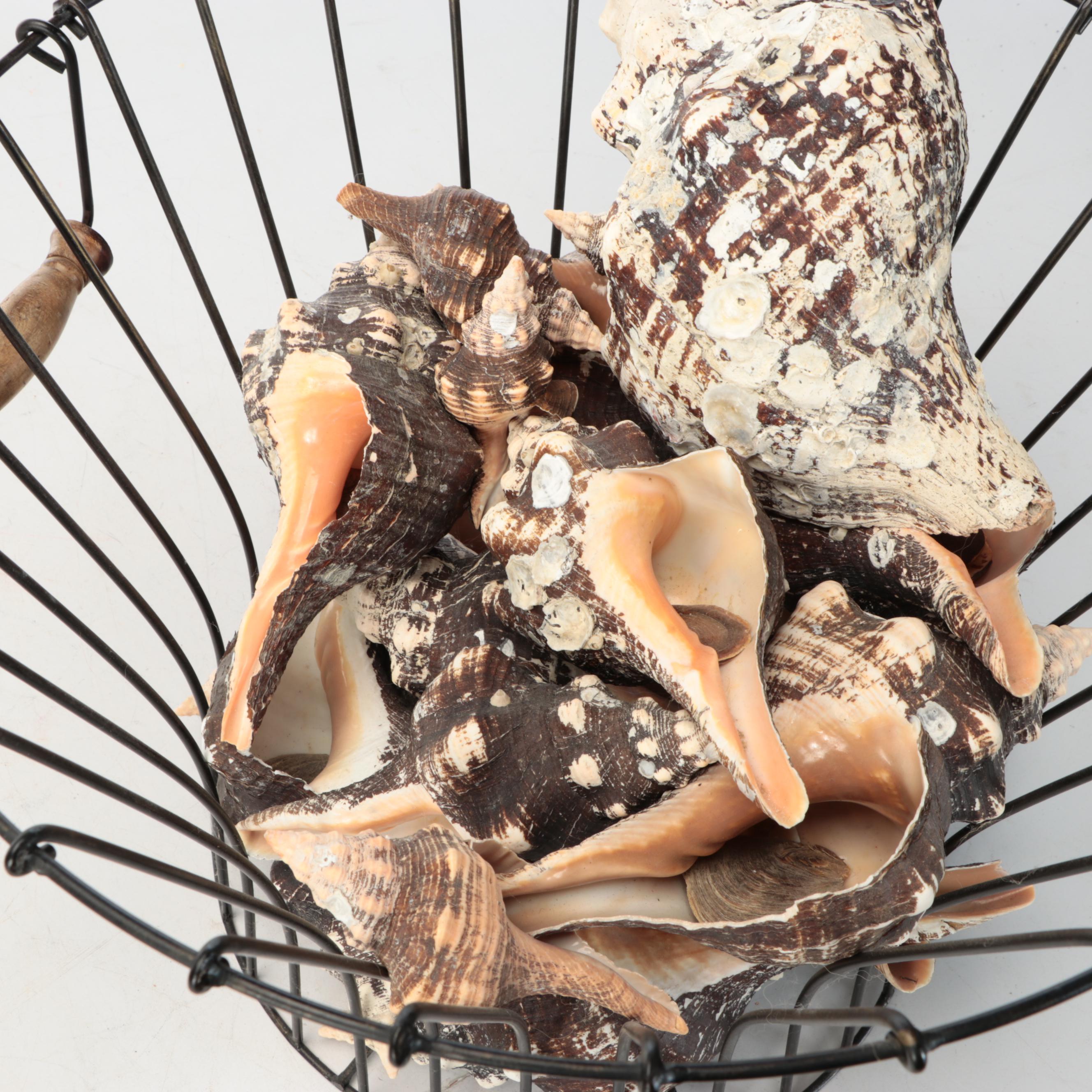 Rustic Style Handled Wire Basket with Horse Conch Shells