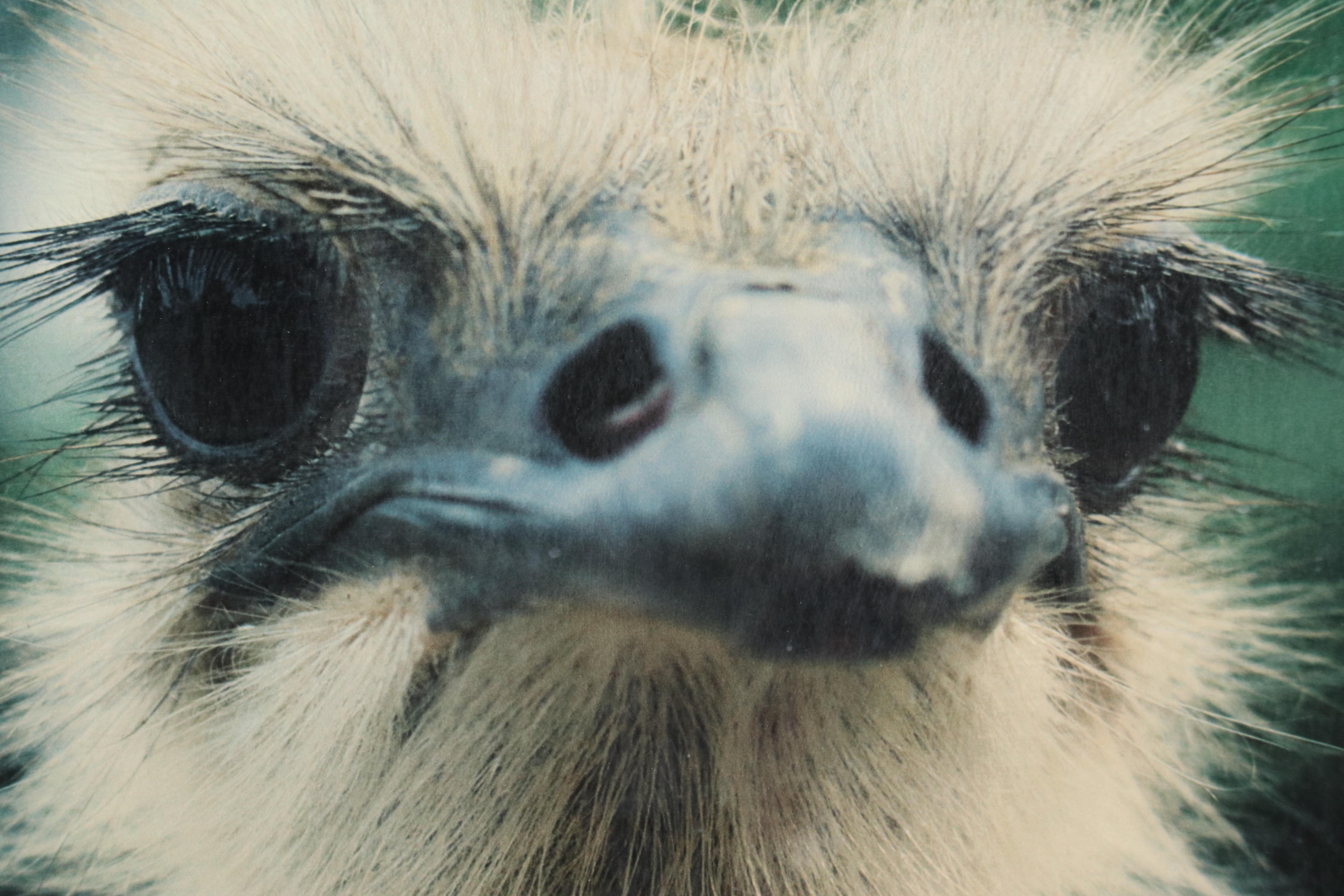 Cincinnati Zoo Posters Depicting Cheetah and Ostrich, Late 20th Century