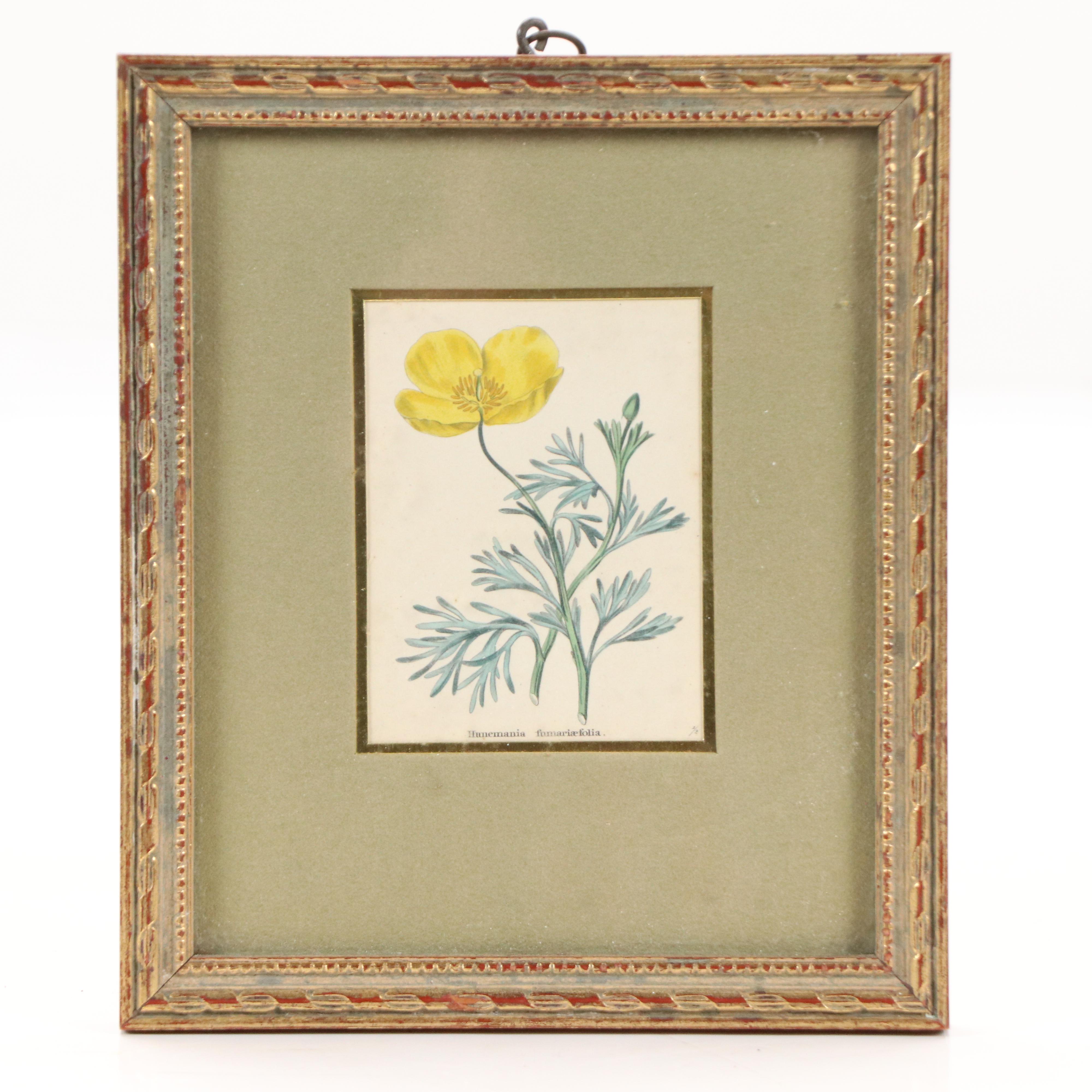 Benjamin Maund Botanical Etchings, Circa 1829