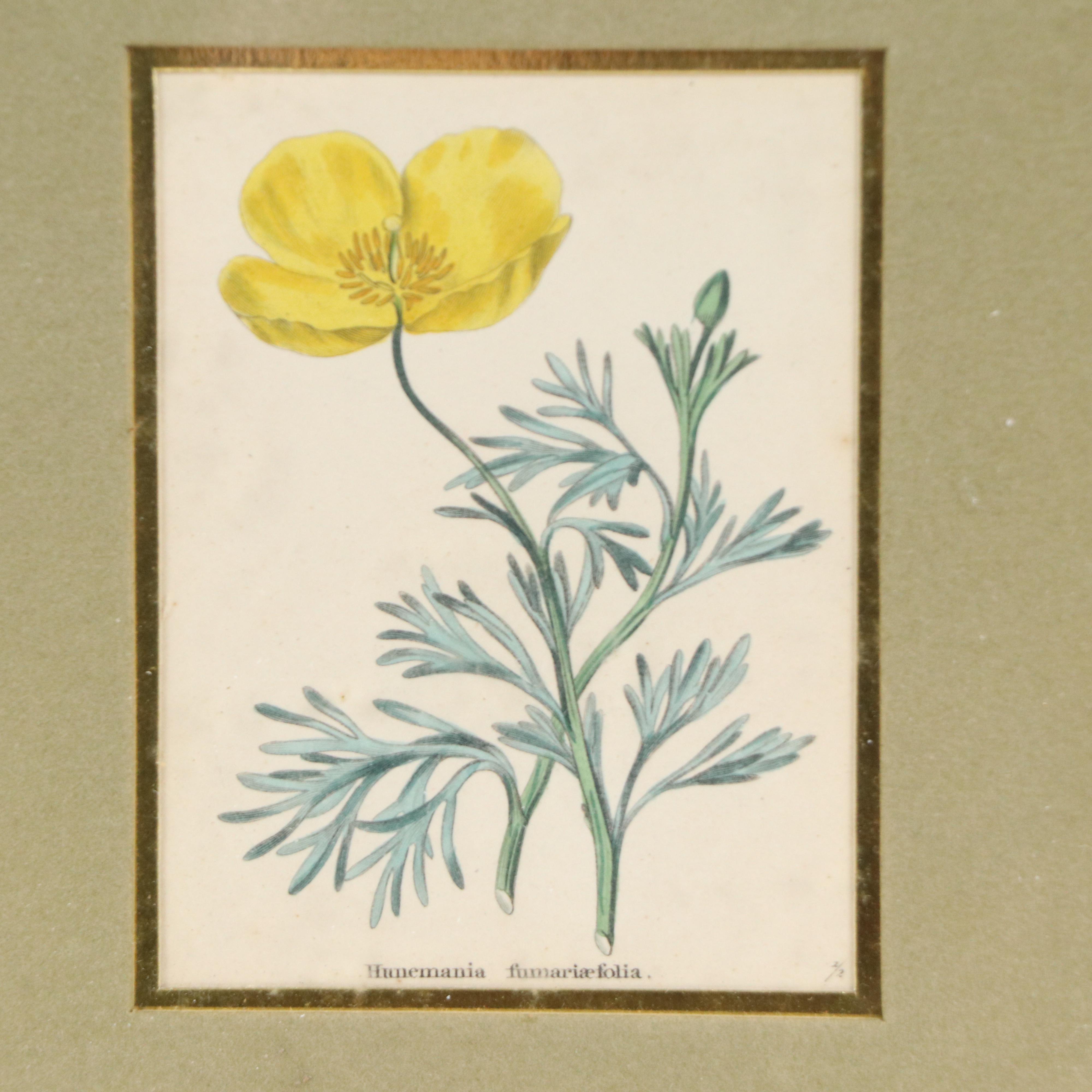 Benjamin Maund Botanical Etchings, Circa 1829