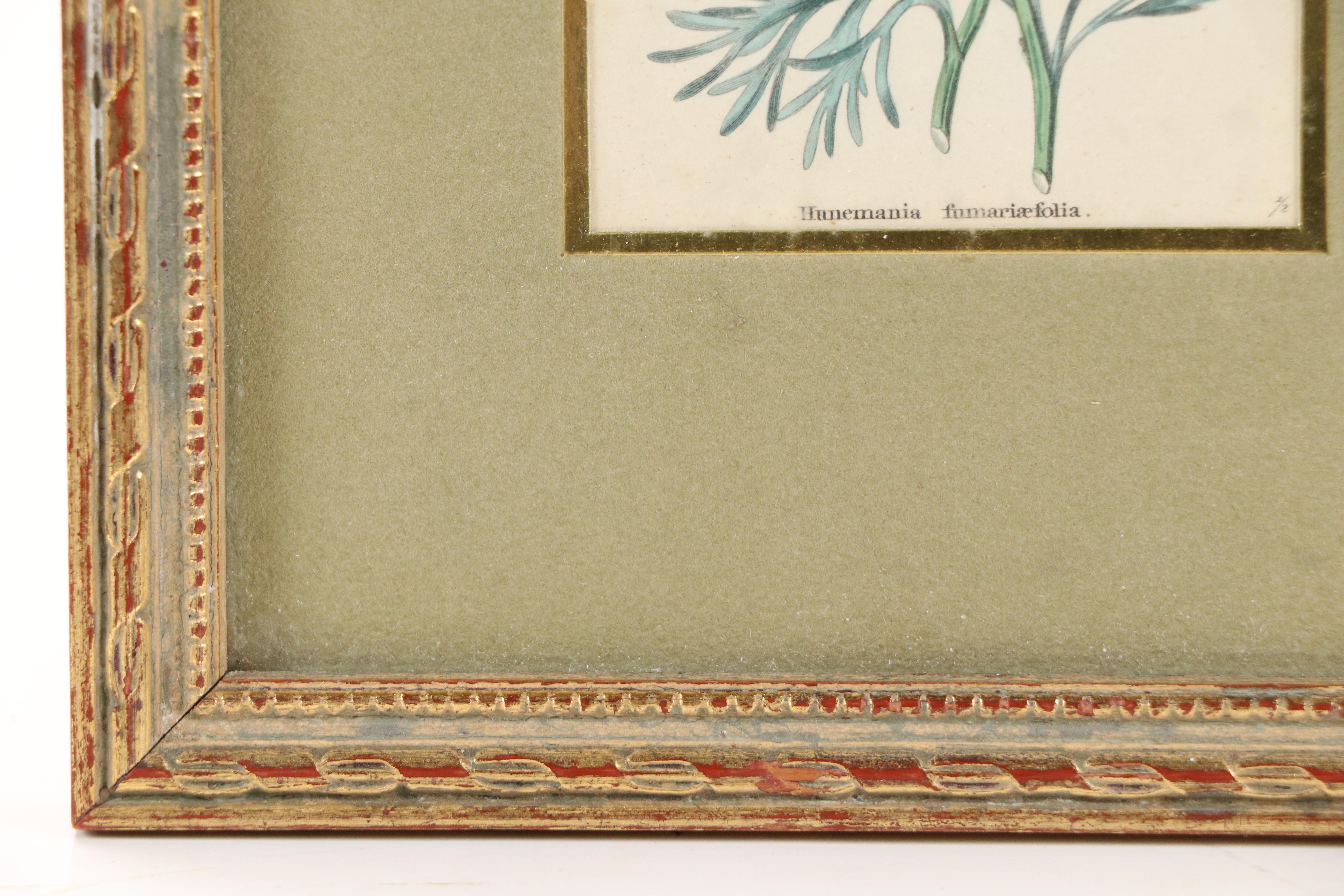 Benjamin Maund Botanical Etchings, Circa 1829