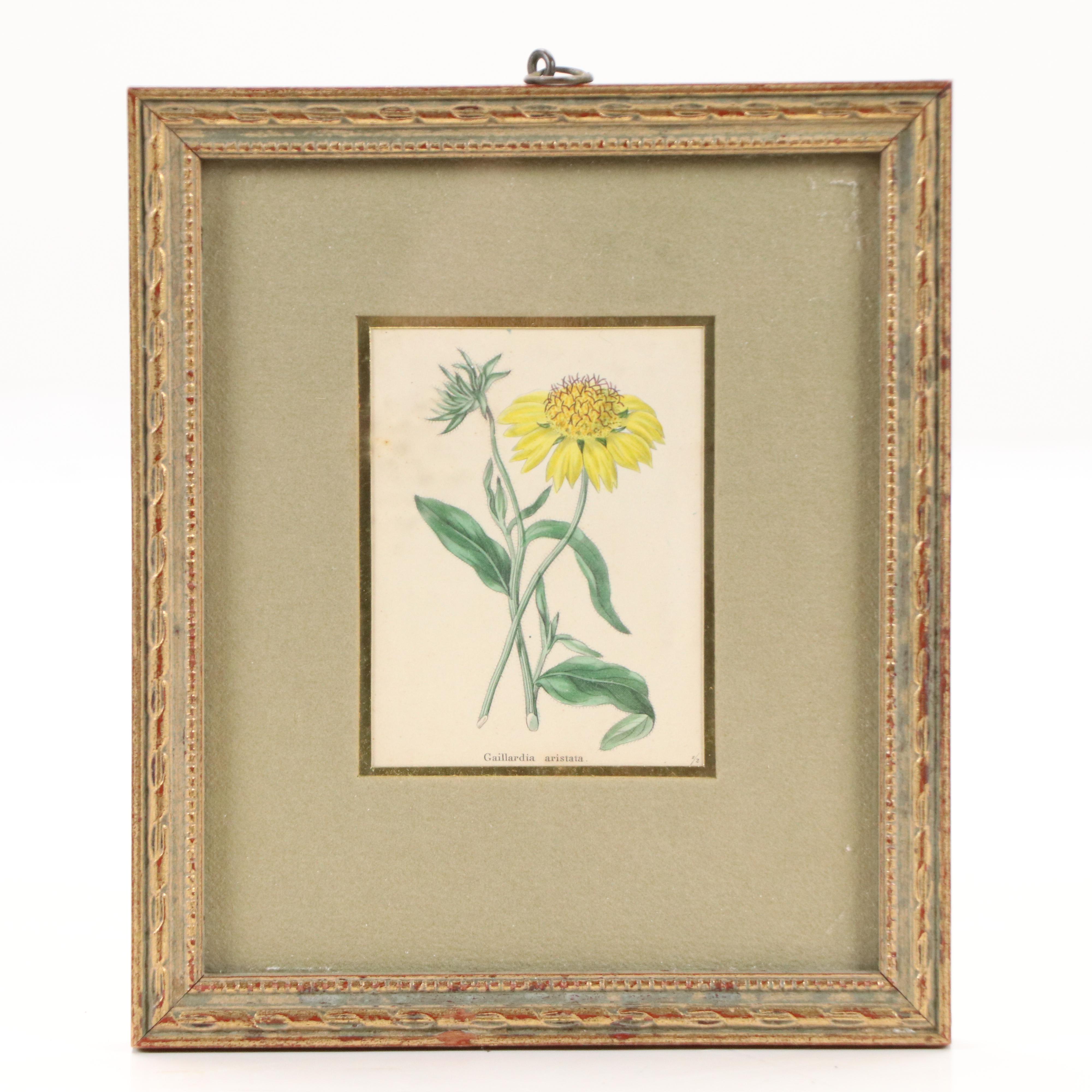 Benjamin Maund Botanical Etchings, Circa 1829