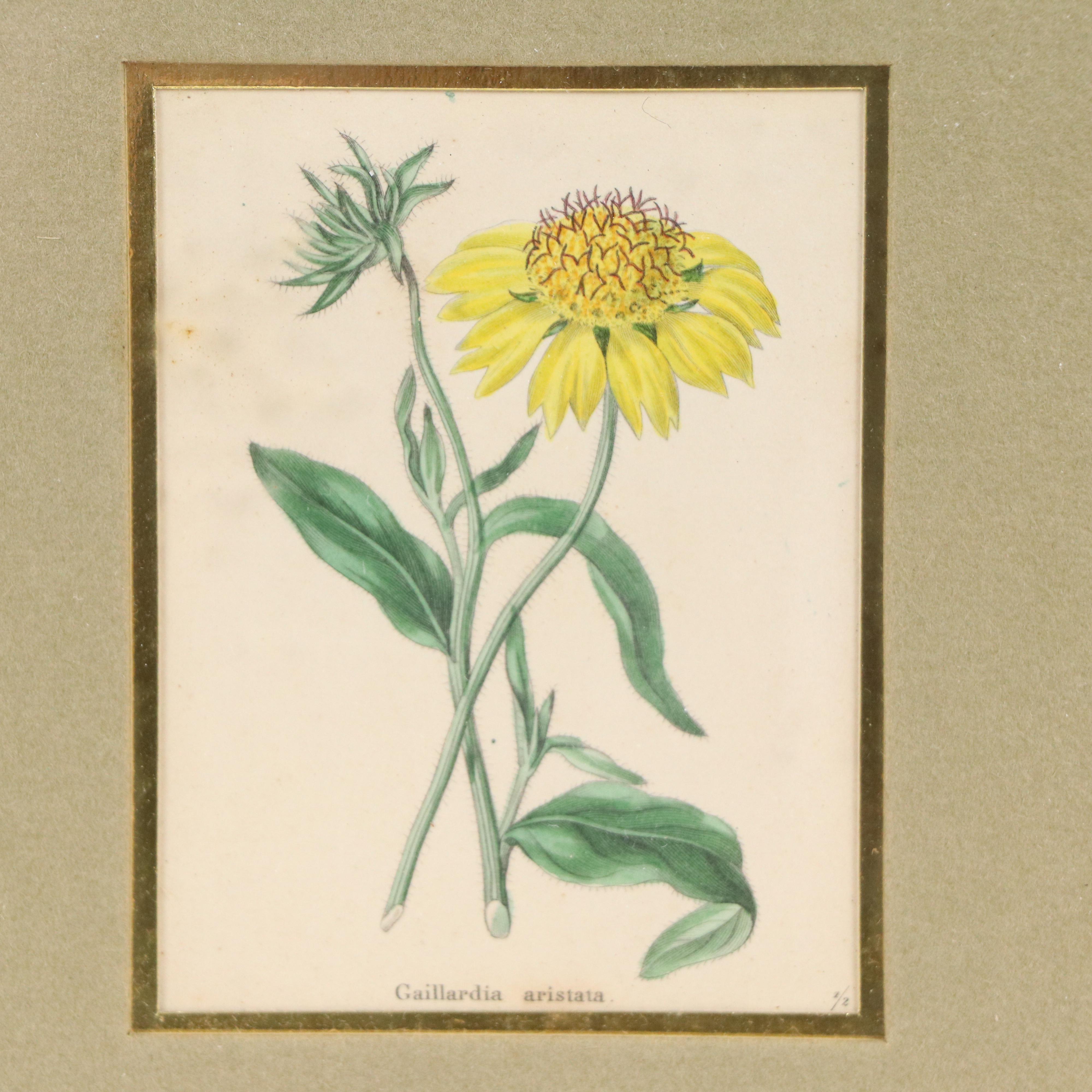 Benjamin Maund Botanical Etchings, Circa 1829