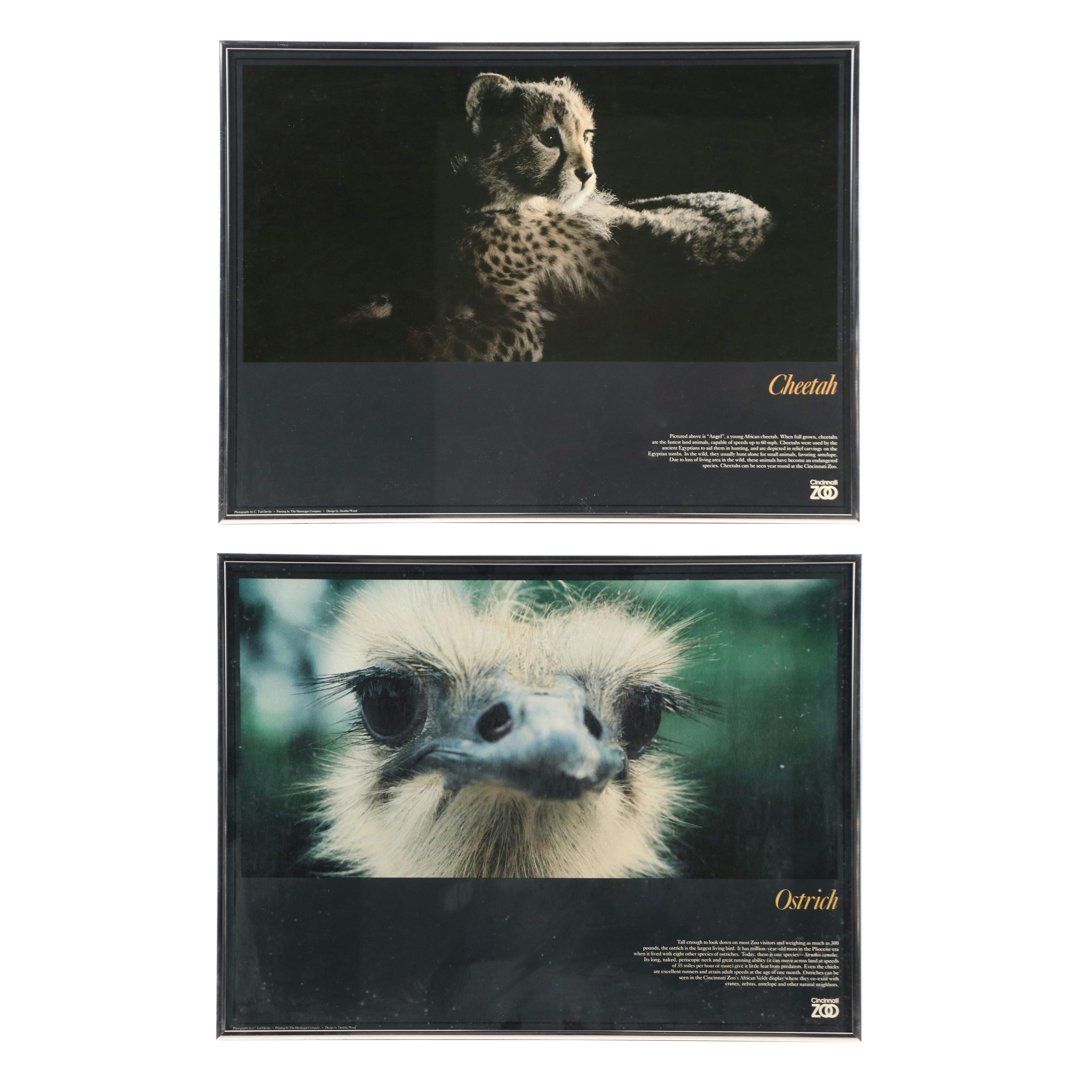 Cincinnati Zoo Posters Depicting Cheetah and Ostrich, Late 20th Century