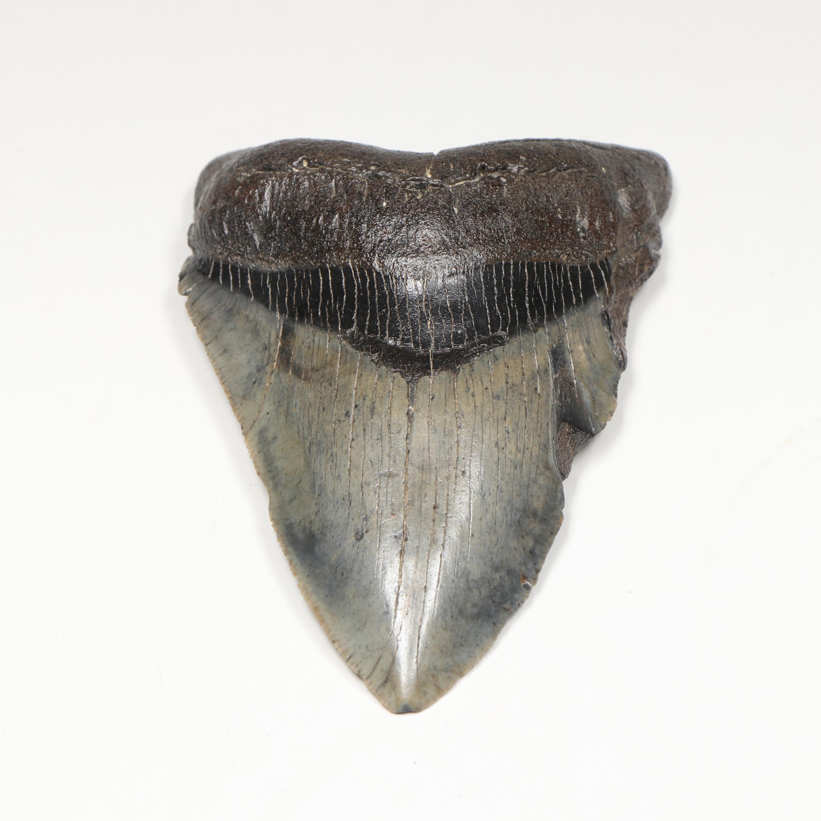 Megalodon Fossil Tooth