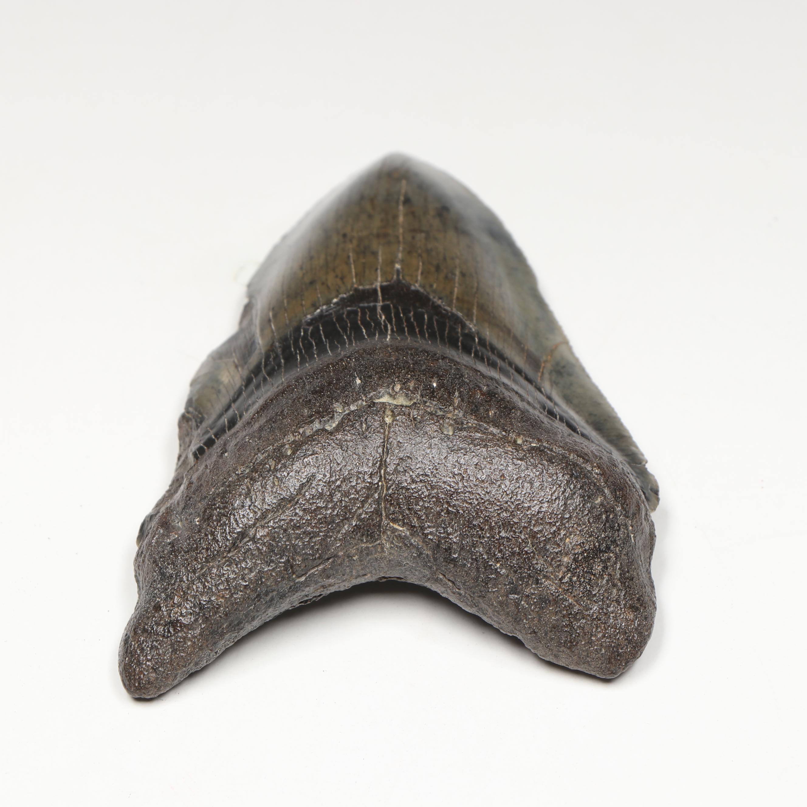 Megalodon Fossil Tooth