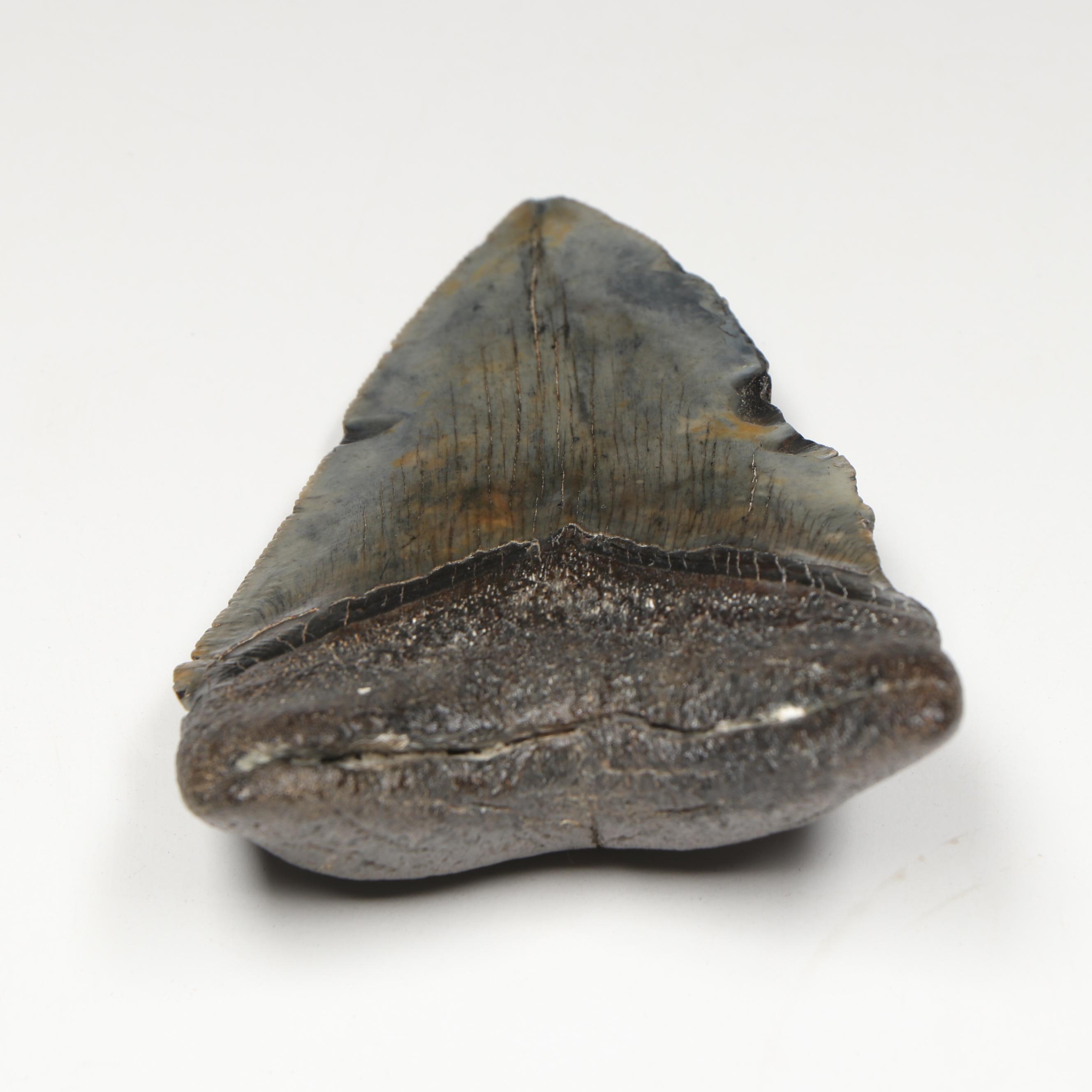 Megalodon Fossil Tooth