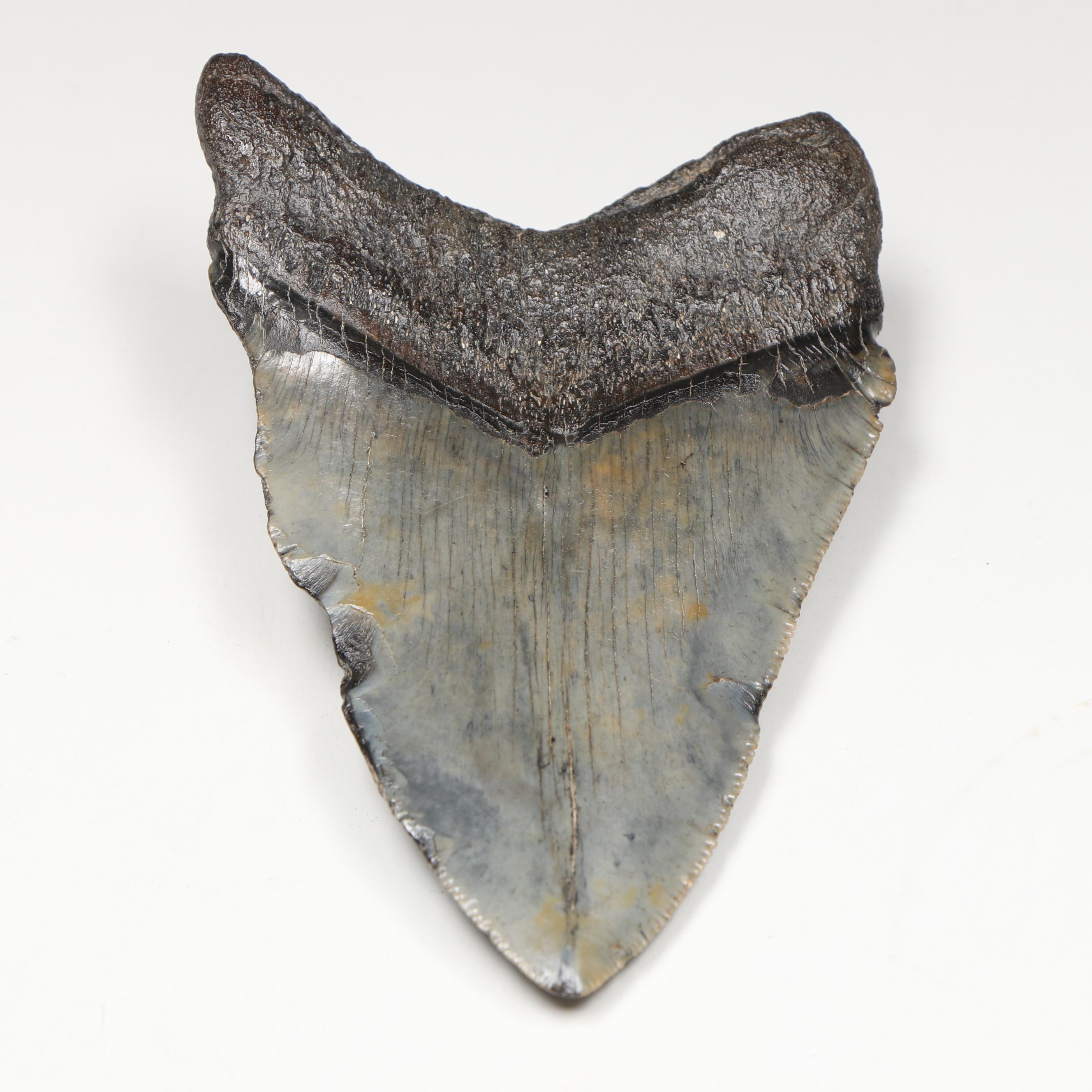 Megalodon Fossil Tooth