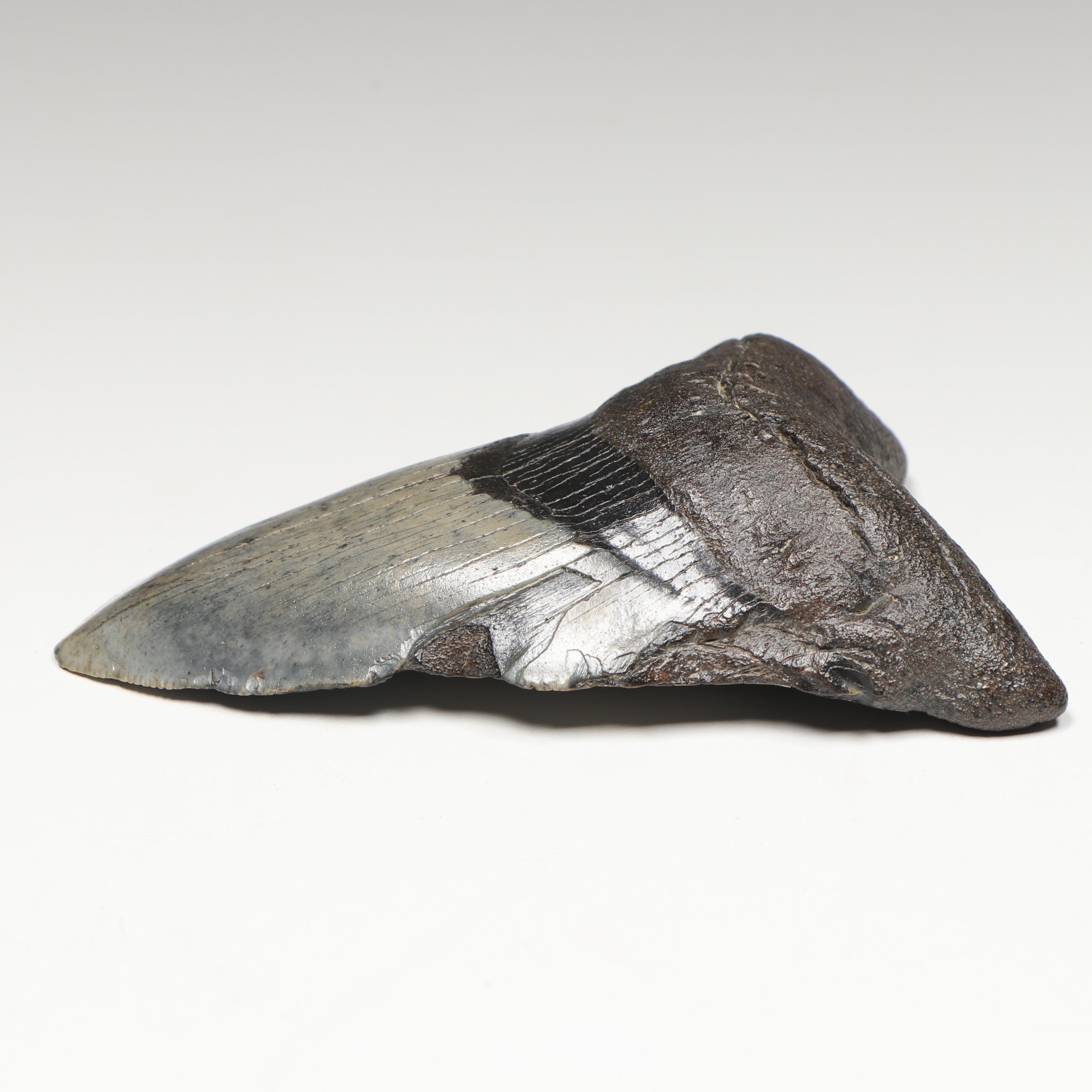 Megalodon Fossil Tooth