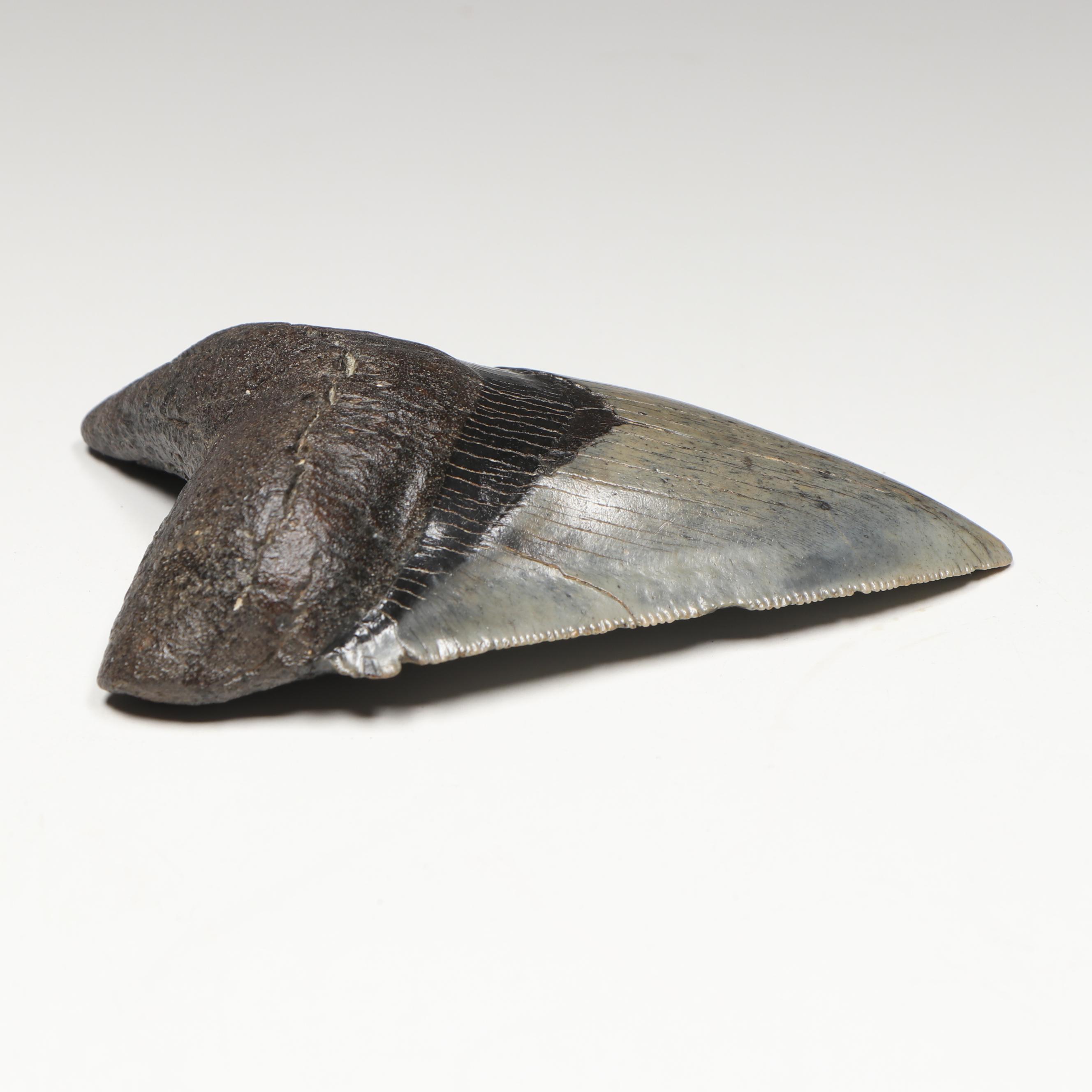 Megalodon Fossil Tooth