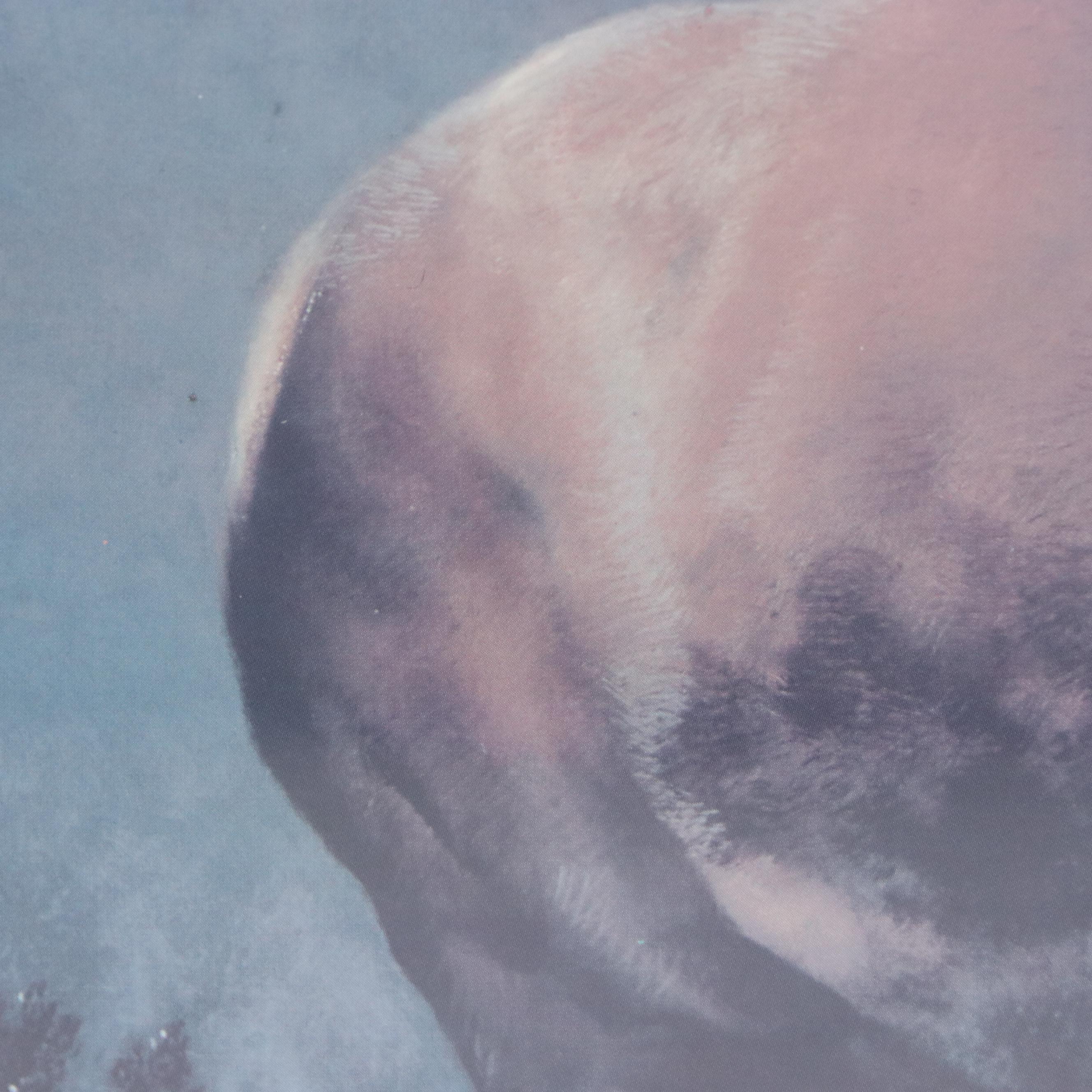 Offset Lithograph After Sir Landseer "Monarch of the Glen," Late 20th Century