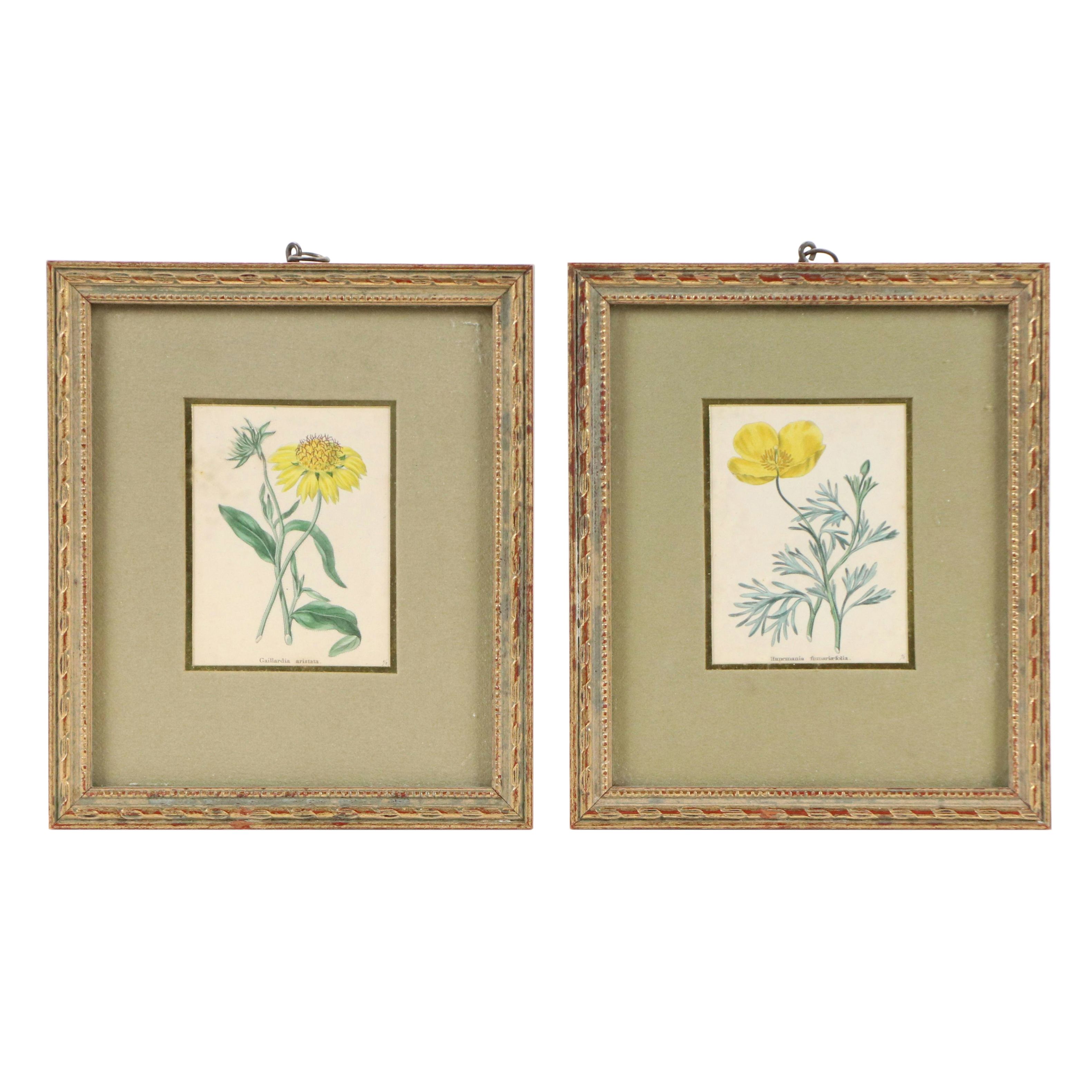 Benjamin Maund Botanical Etchings, Circa 1829