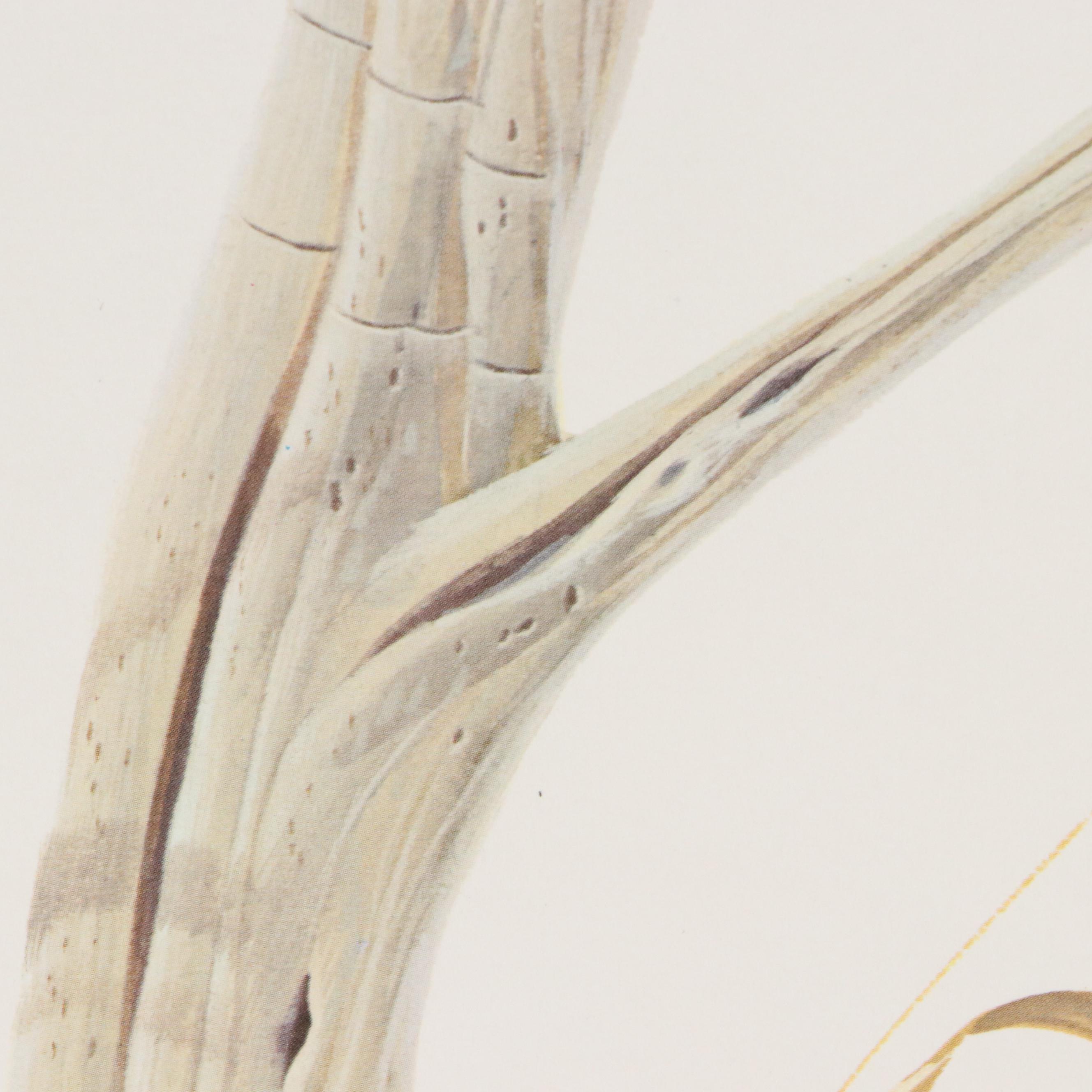 John A. Ruthven Offset Lithograph "Ruffled Grouse," 1969