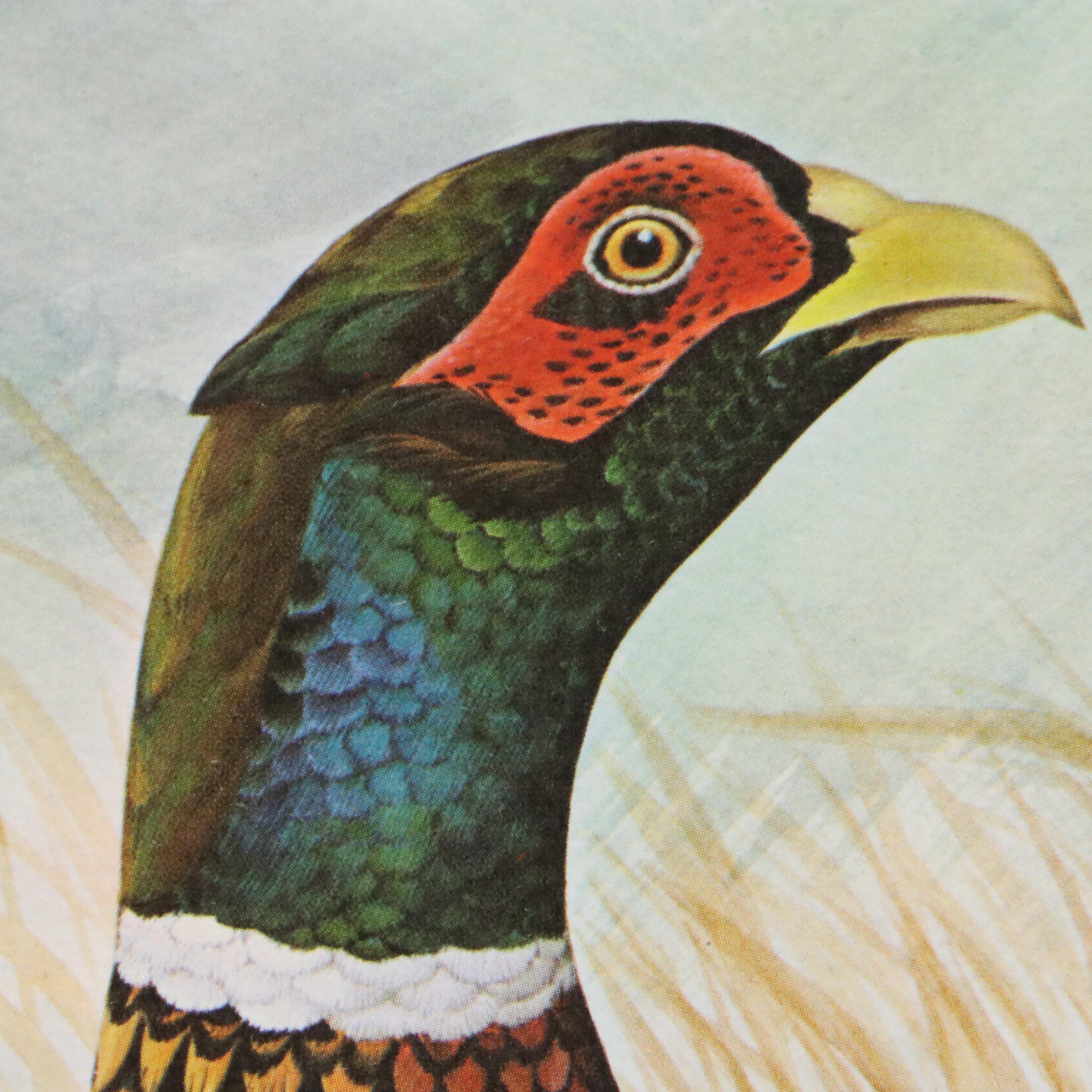John Ruthven Offset Lithograph "Ring-necked Pheasant," 1966