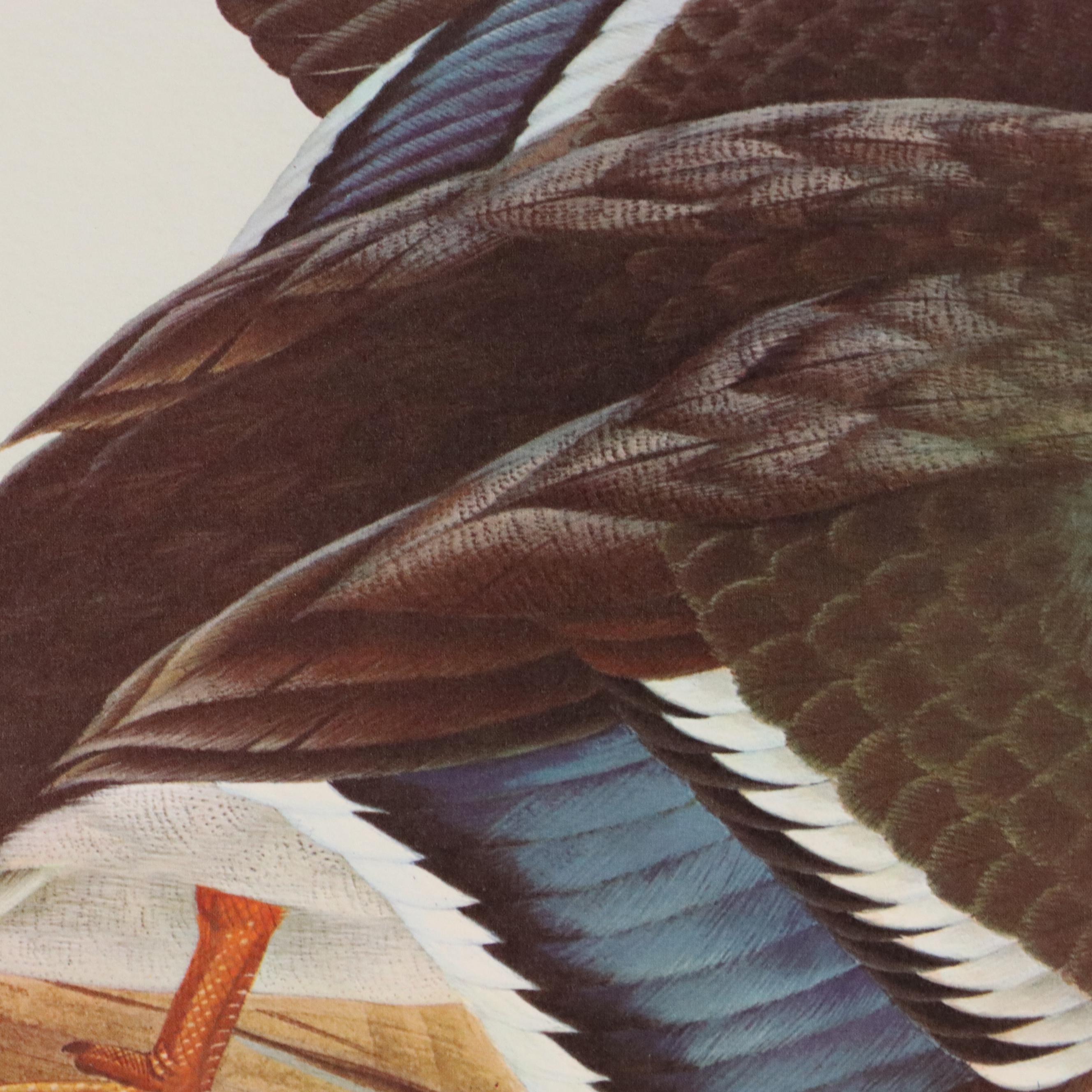 John Ruthven Offset Lithograph "Mallard," 1969