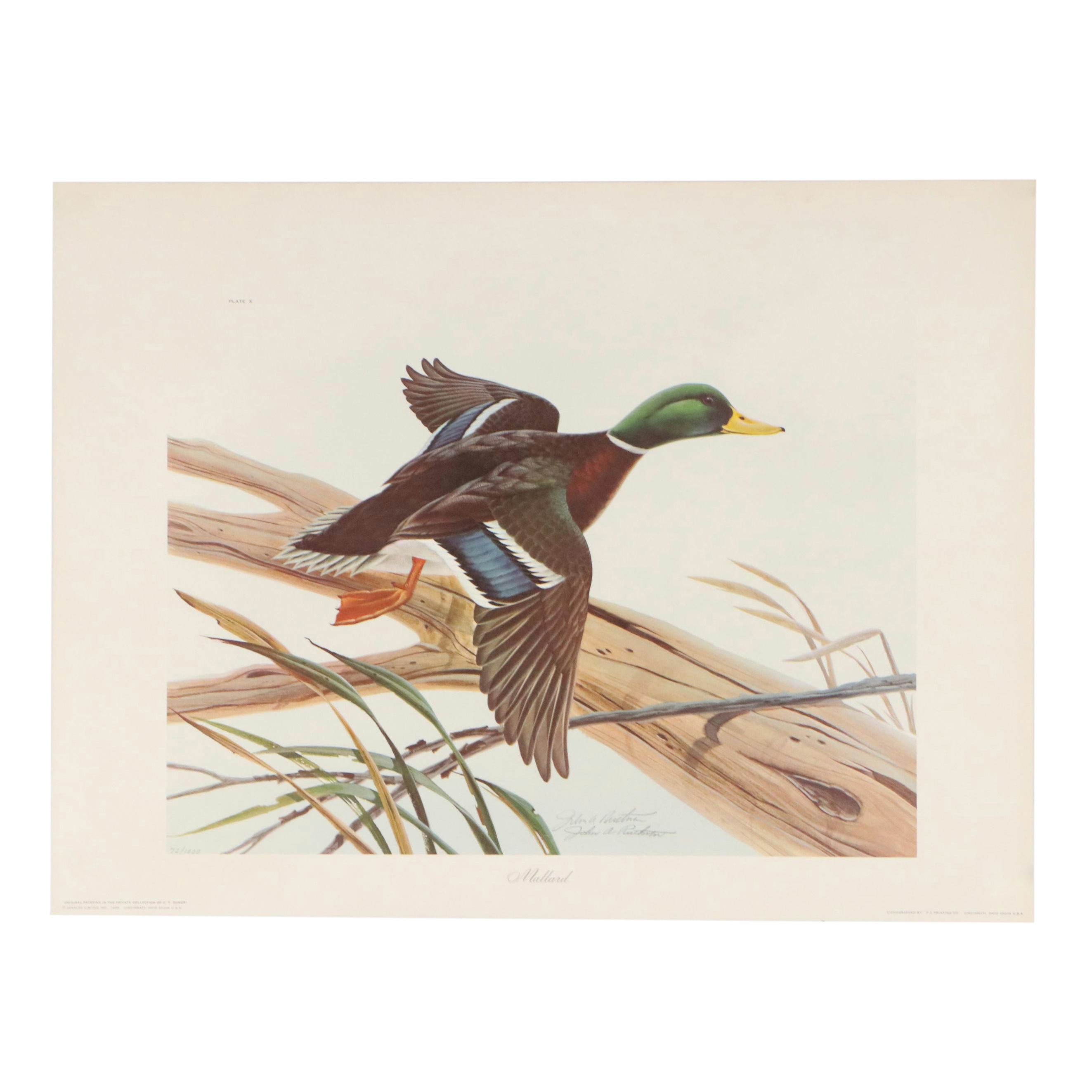 John Ruthven Offset Lithograph "Mallard," 1969