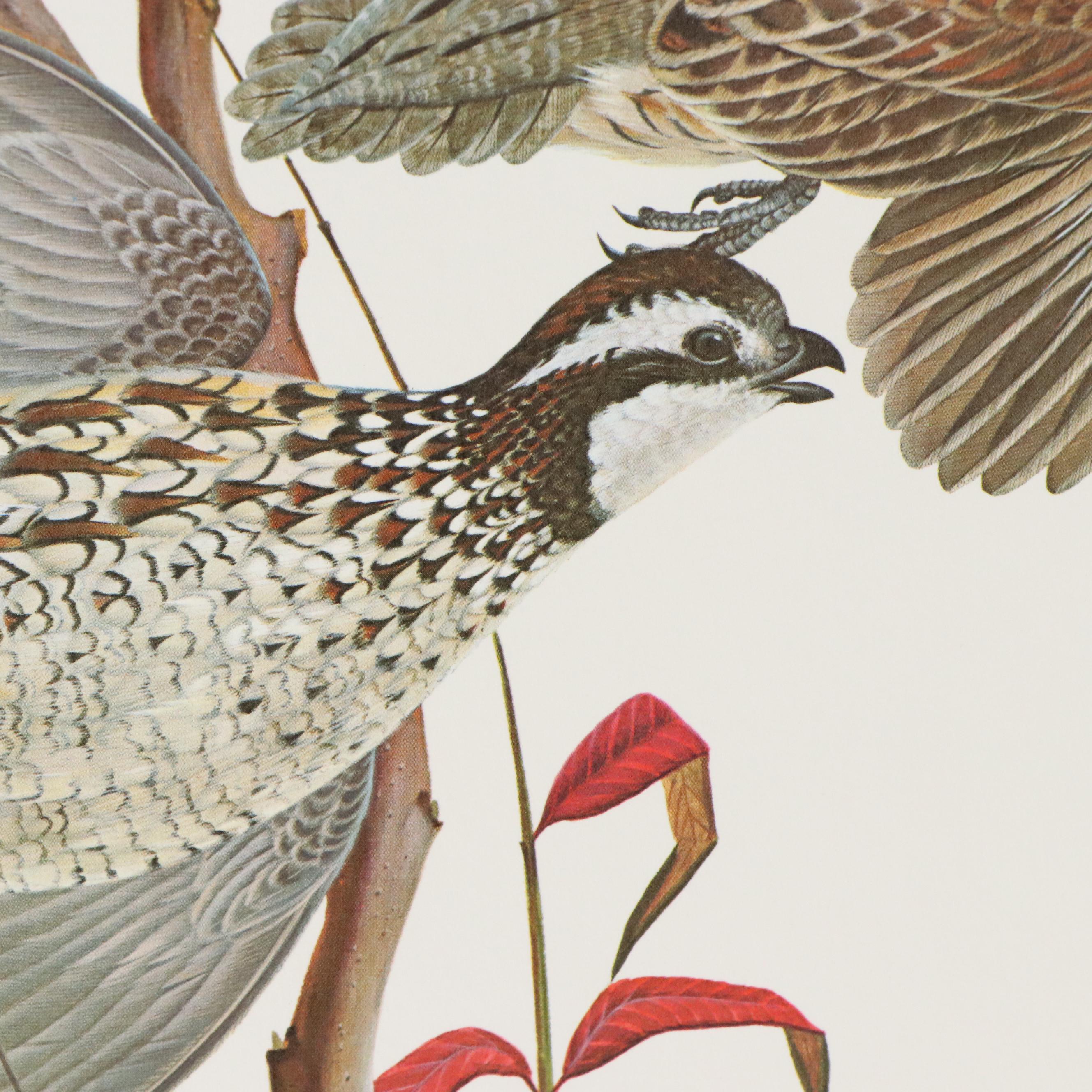 John A. Ruthven "Bobwhite Quail" Offset Lithograph on Paper, 1967