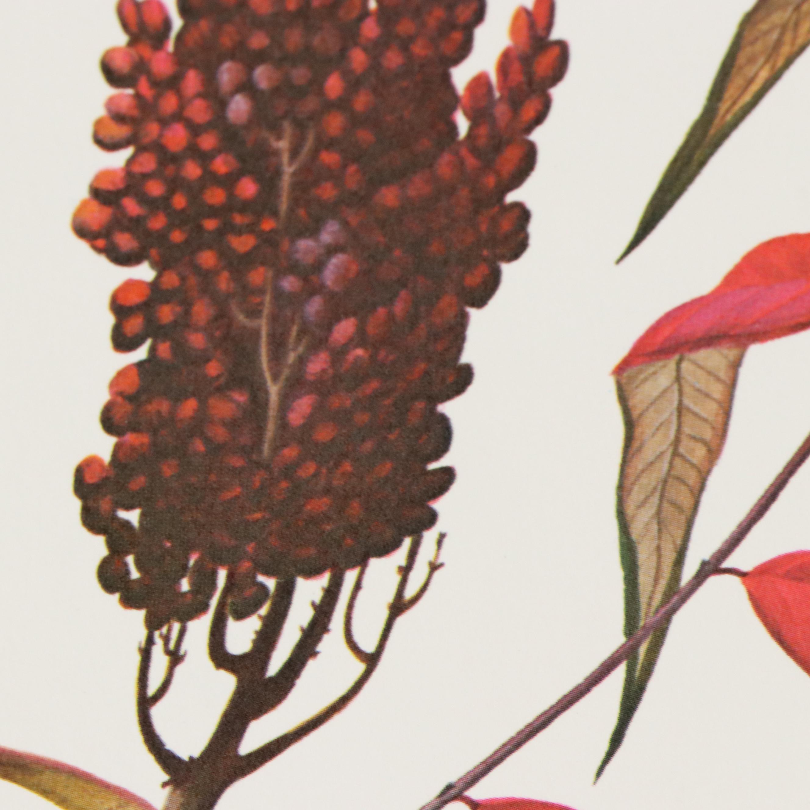 John A. Ruthven "Bobwhite Quail" Offset Lithograph on Paper, 1967